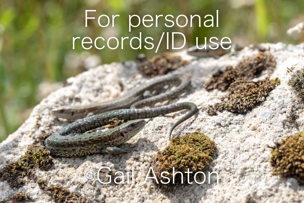 187. Common Lizard (Zootoca vivipara)