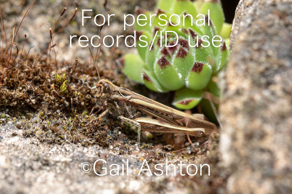 216. Common Field Grasshopper