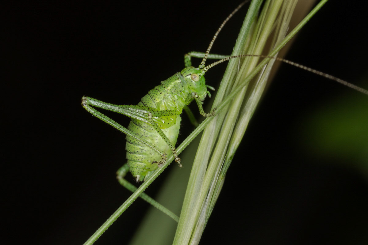 Speckled Bush-cricket