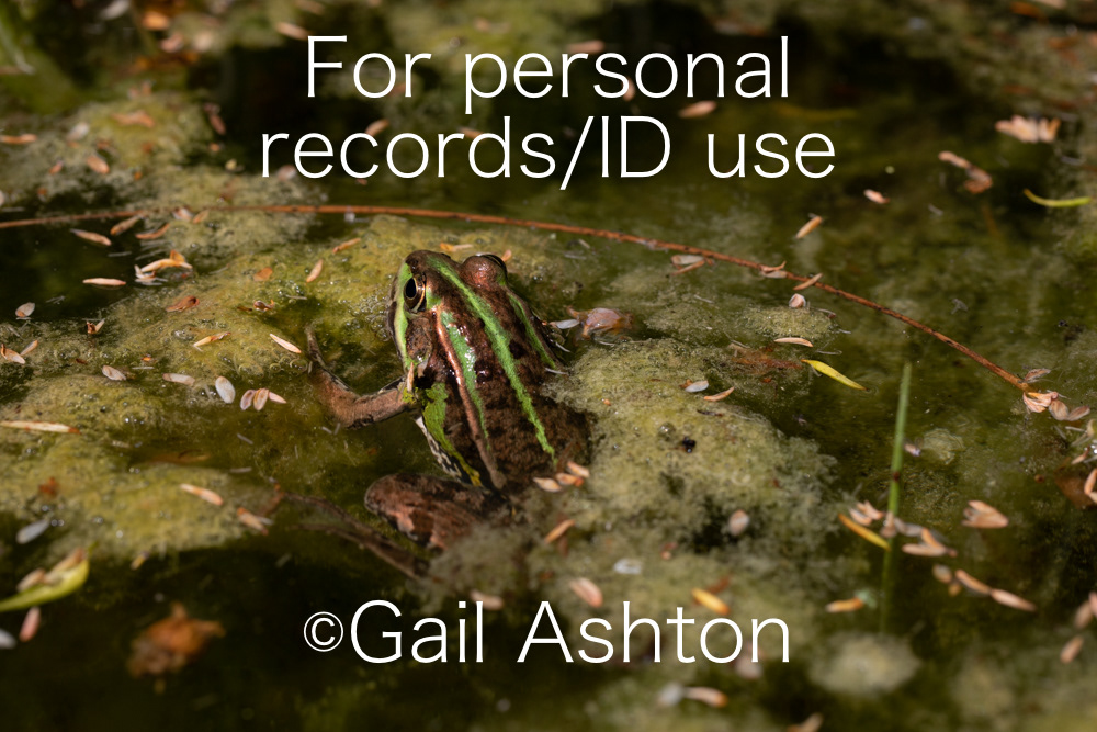 62. Pool Frog (Pelophylax sp.)