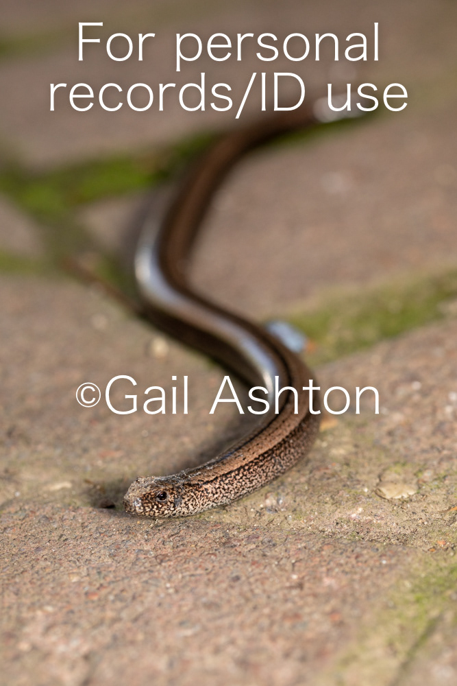 15. Slow Worm (Anguis fragilis)