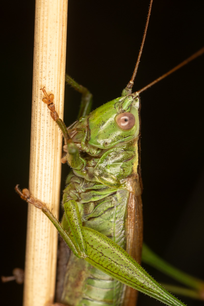 Long-winged Conehead