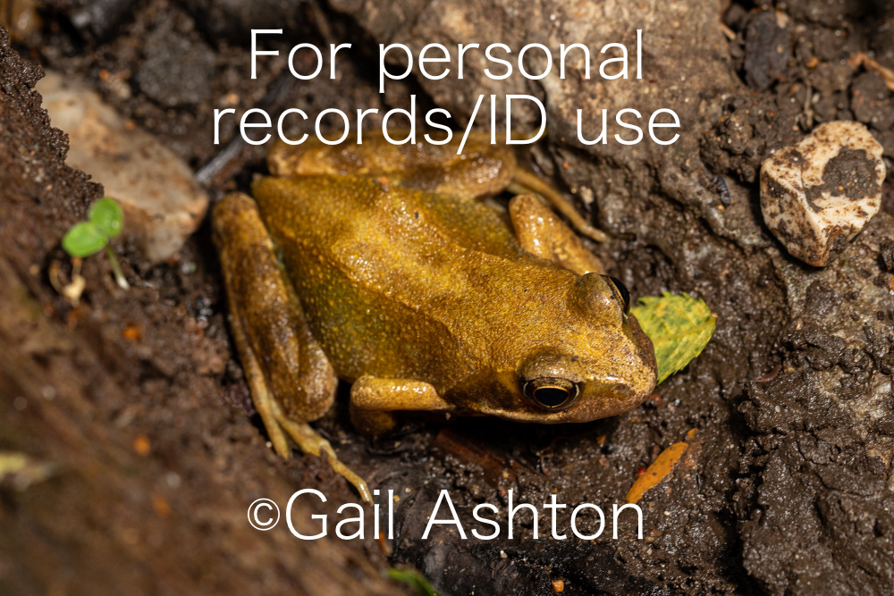 150. Common Frog (Rana temporaria)