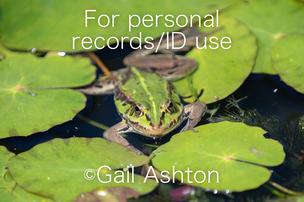 50. Pool Frog (Pelophylax sp.)