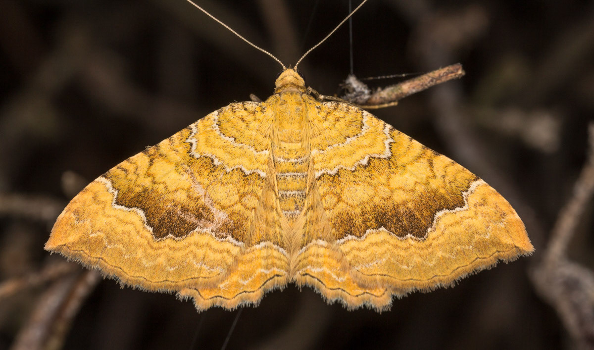 Yellow Shell Moth