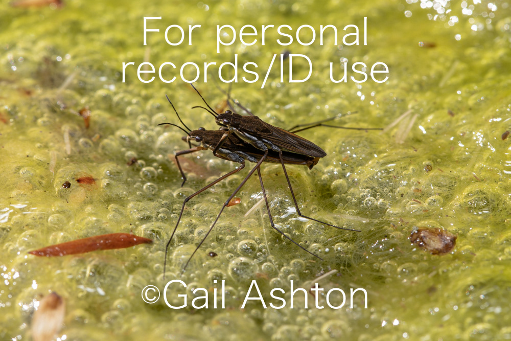88. Pondskaters (Gerridae) mating