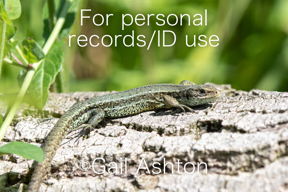 1. Common lizard (Zootoca vivipara)