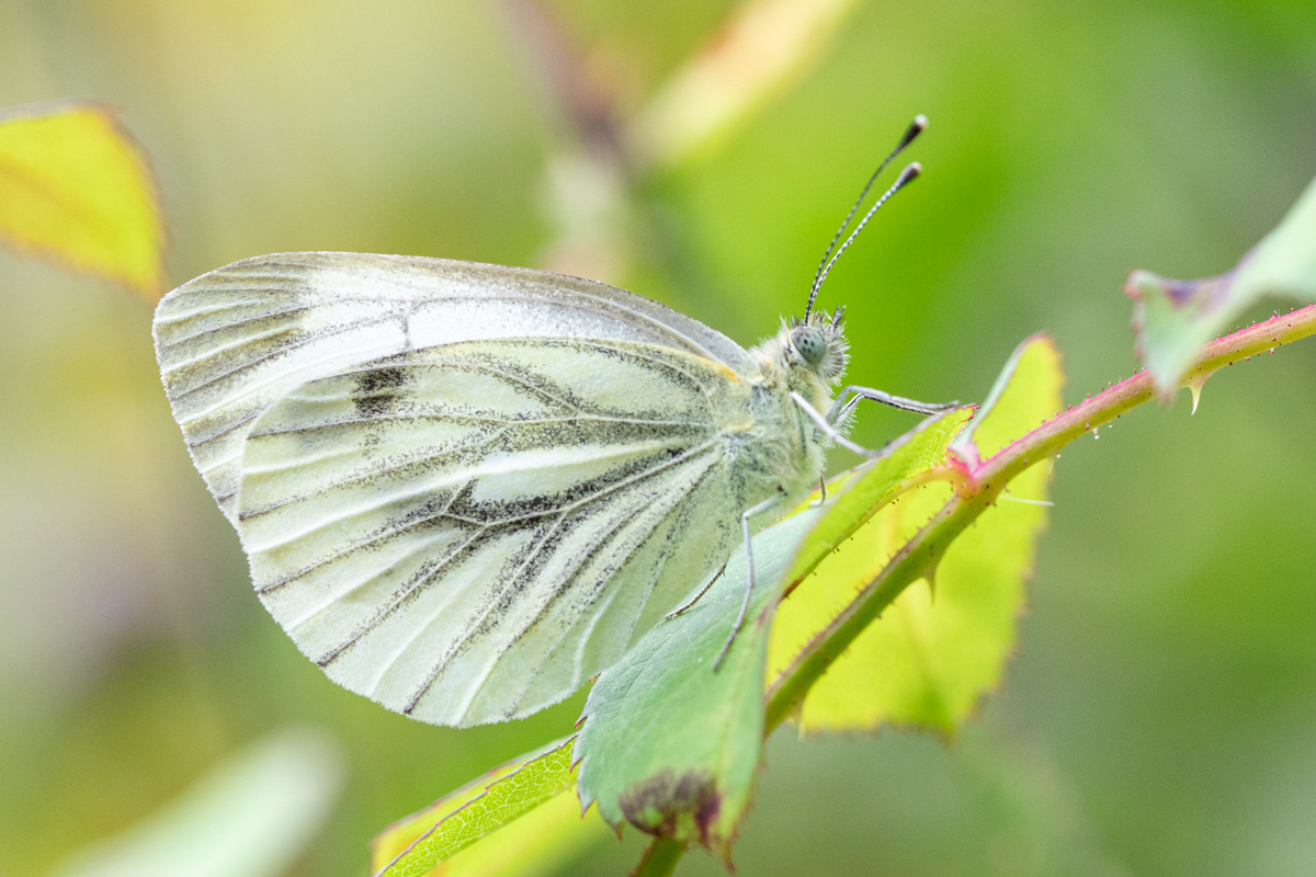 Green-veined White Butterfly