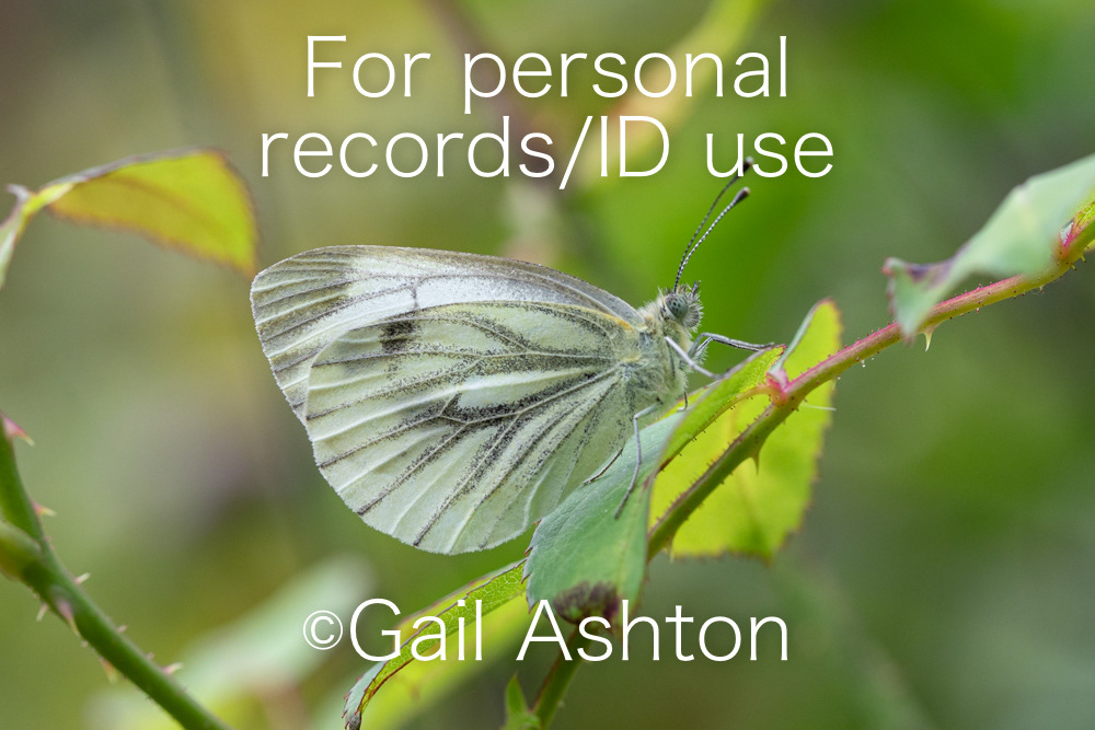 236. Green-veined White