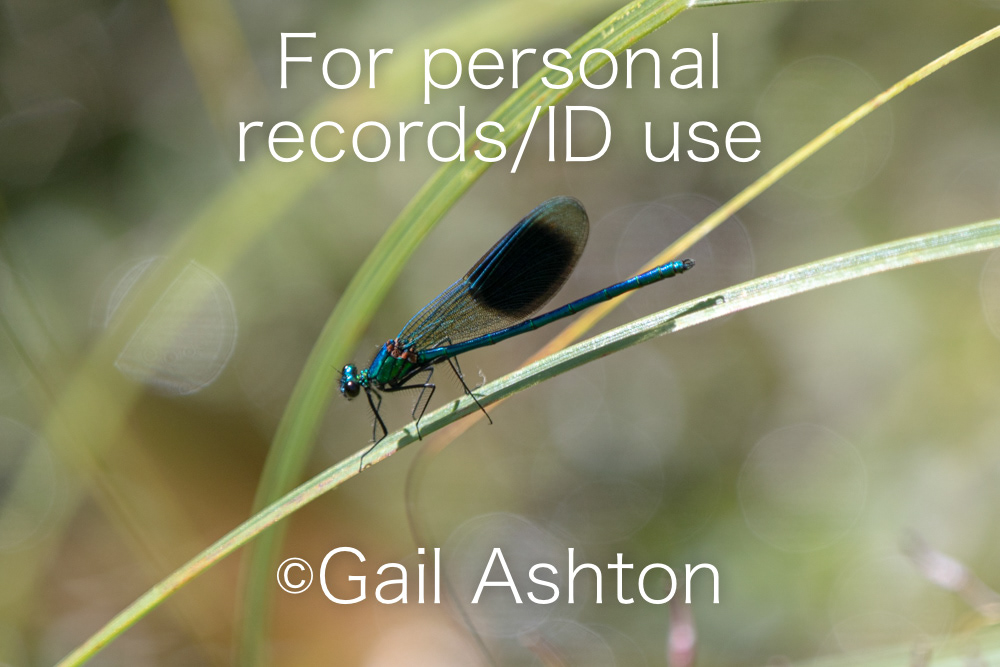 46. Banded Demoiselle (Calopteryx splendens) male