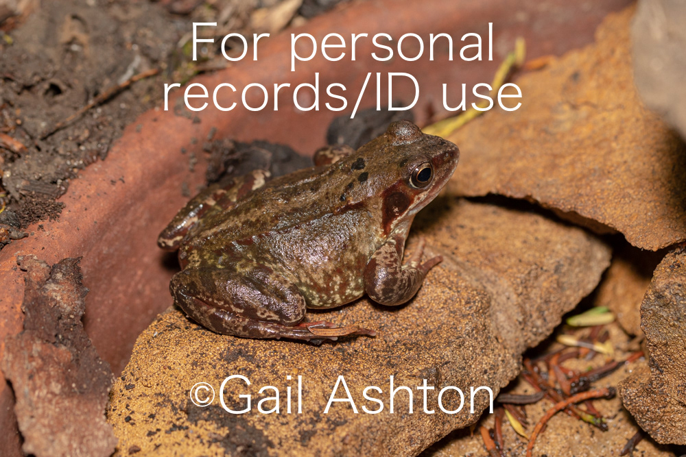 33. Common Frog (Rana temporaria)