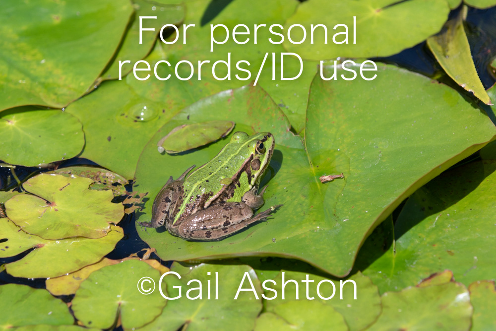52. Pool Frog (Pelophylax sp.)