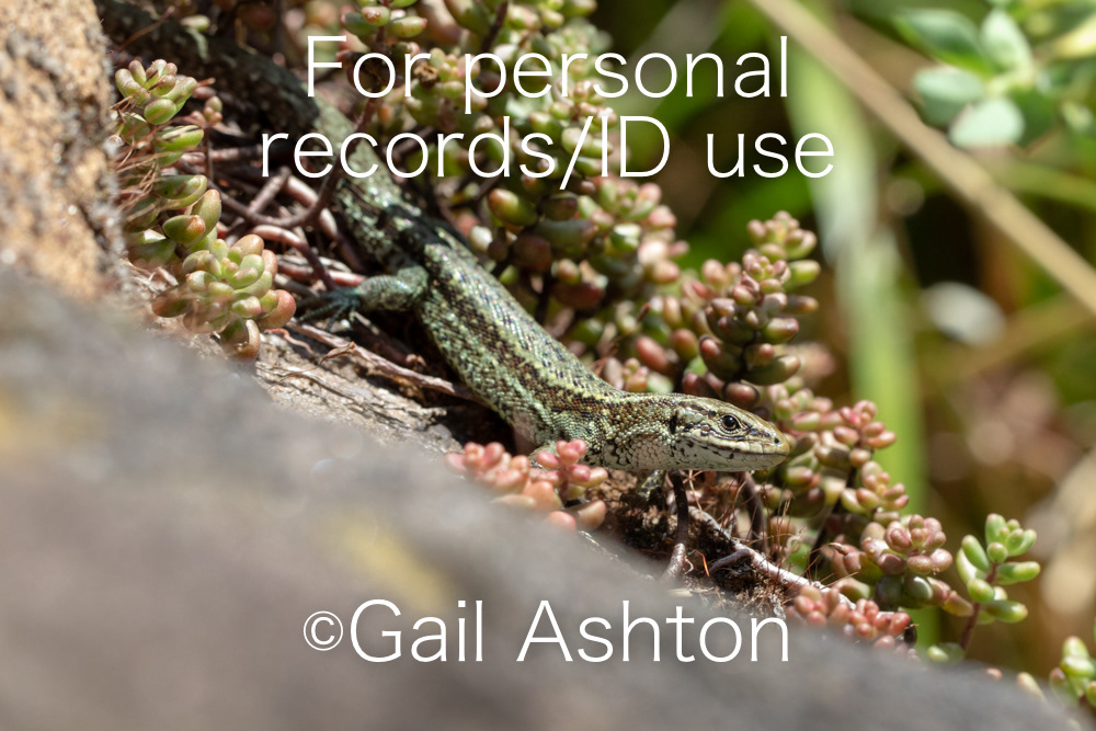 189. Common Lizard (Zootoca vivipara)