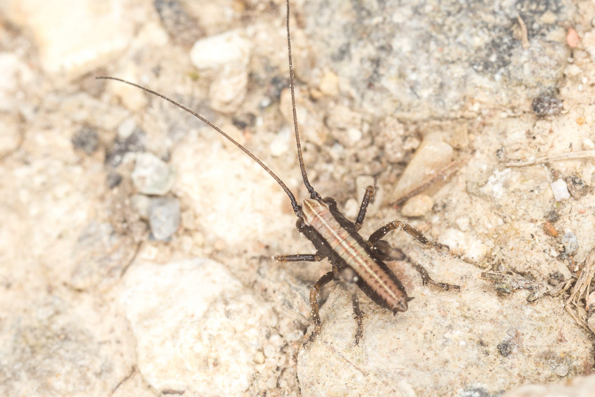 Dark Bush-cricket nymph