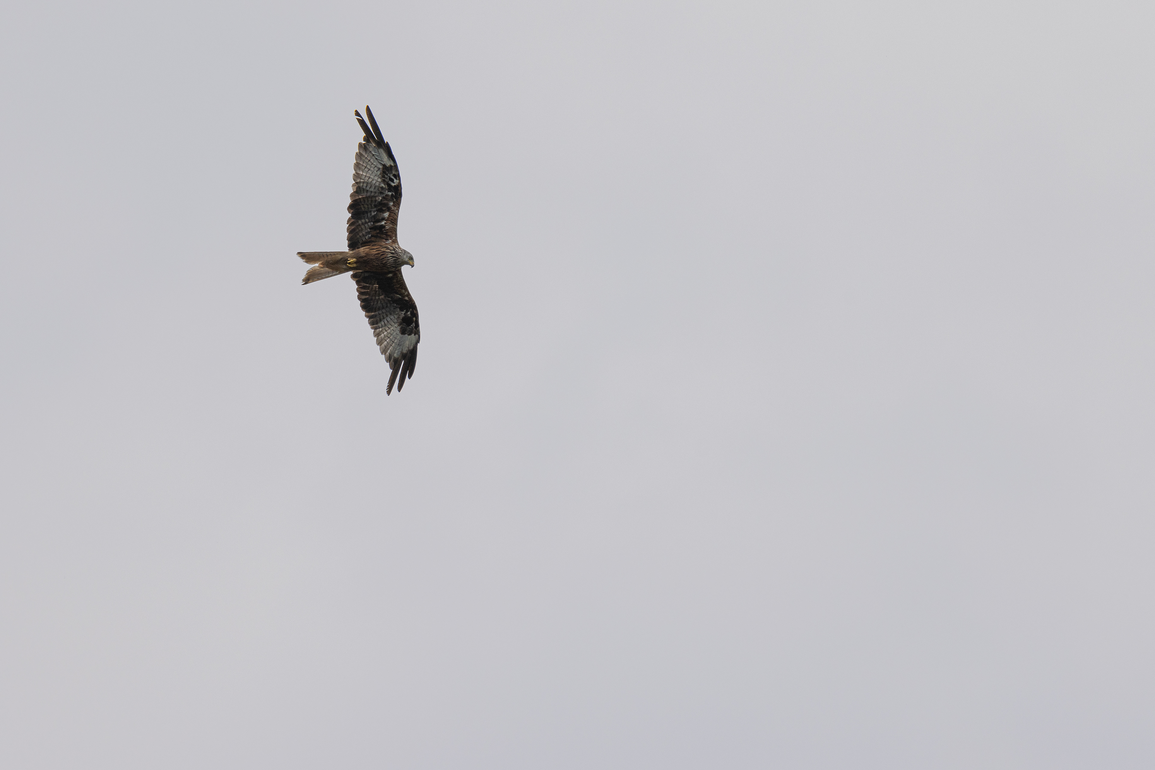 The red kite, Lac de la Gruyère