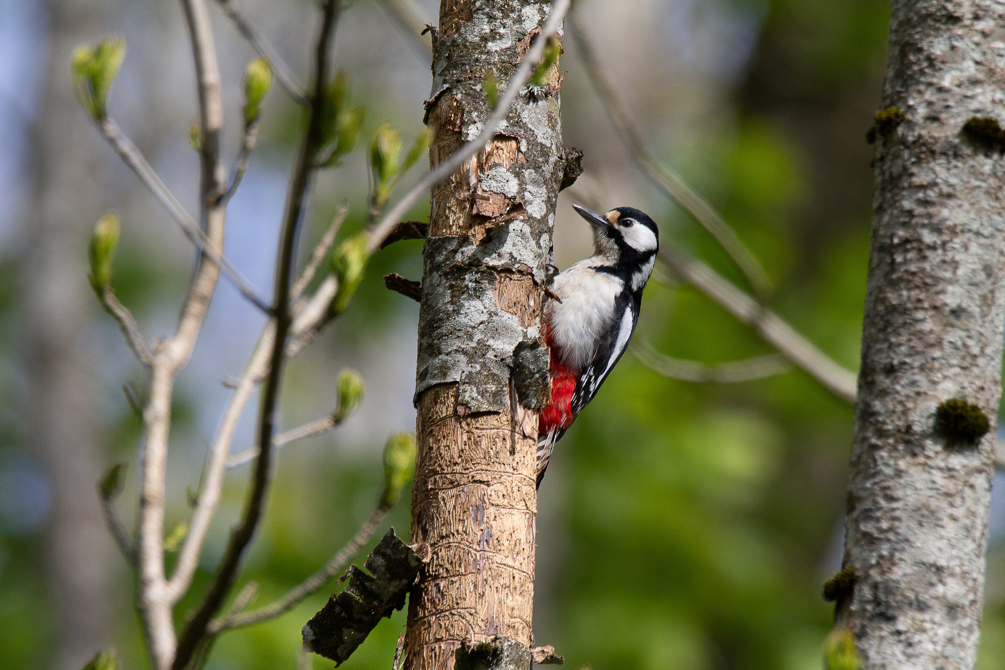 Great spotted woodpecker