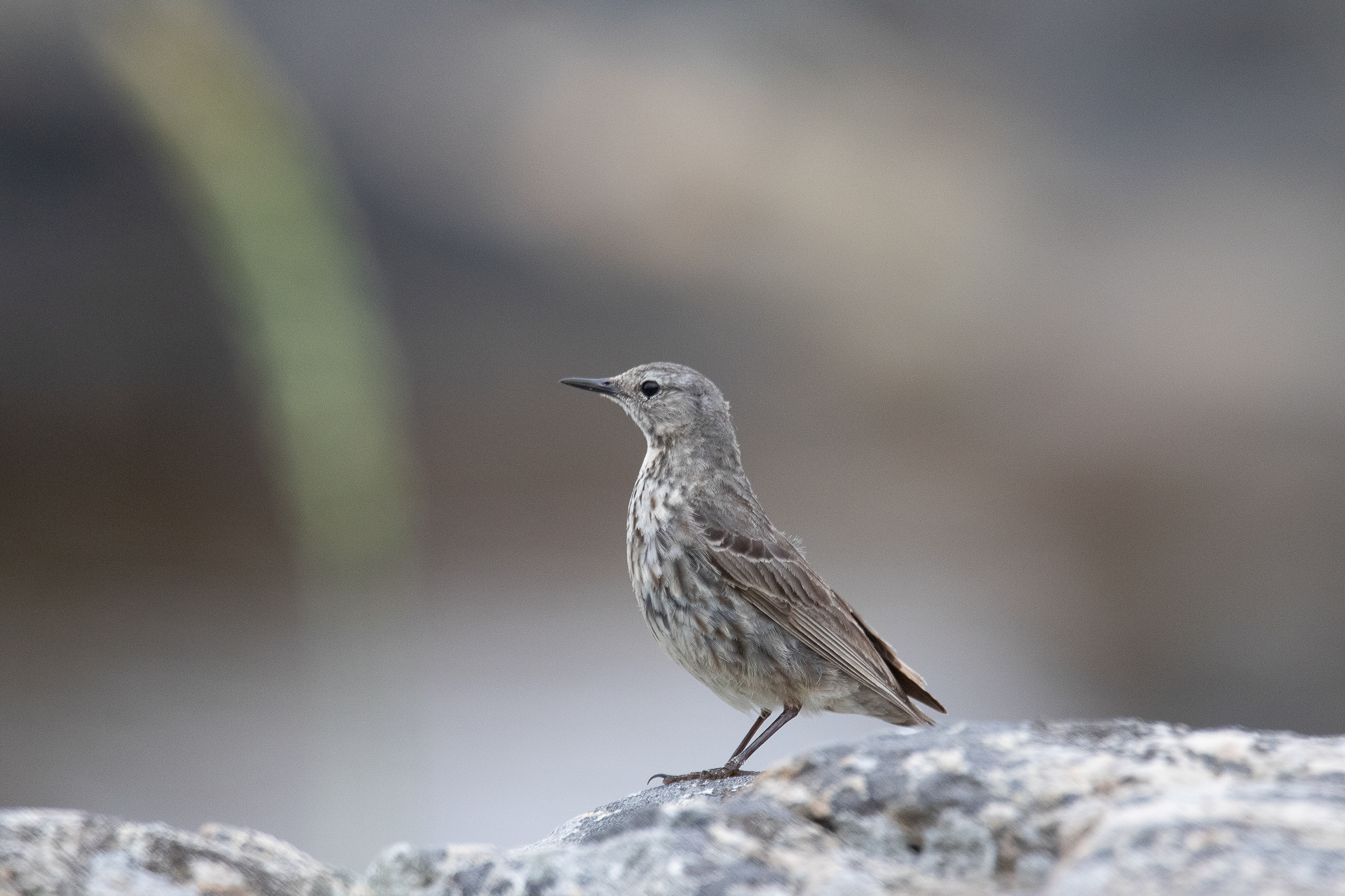 Meadow pipit