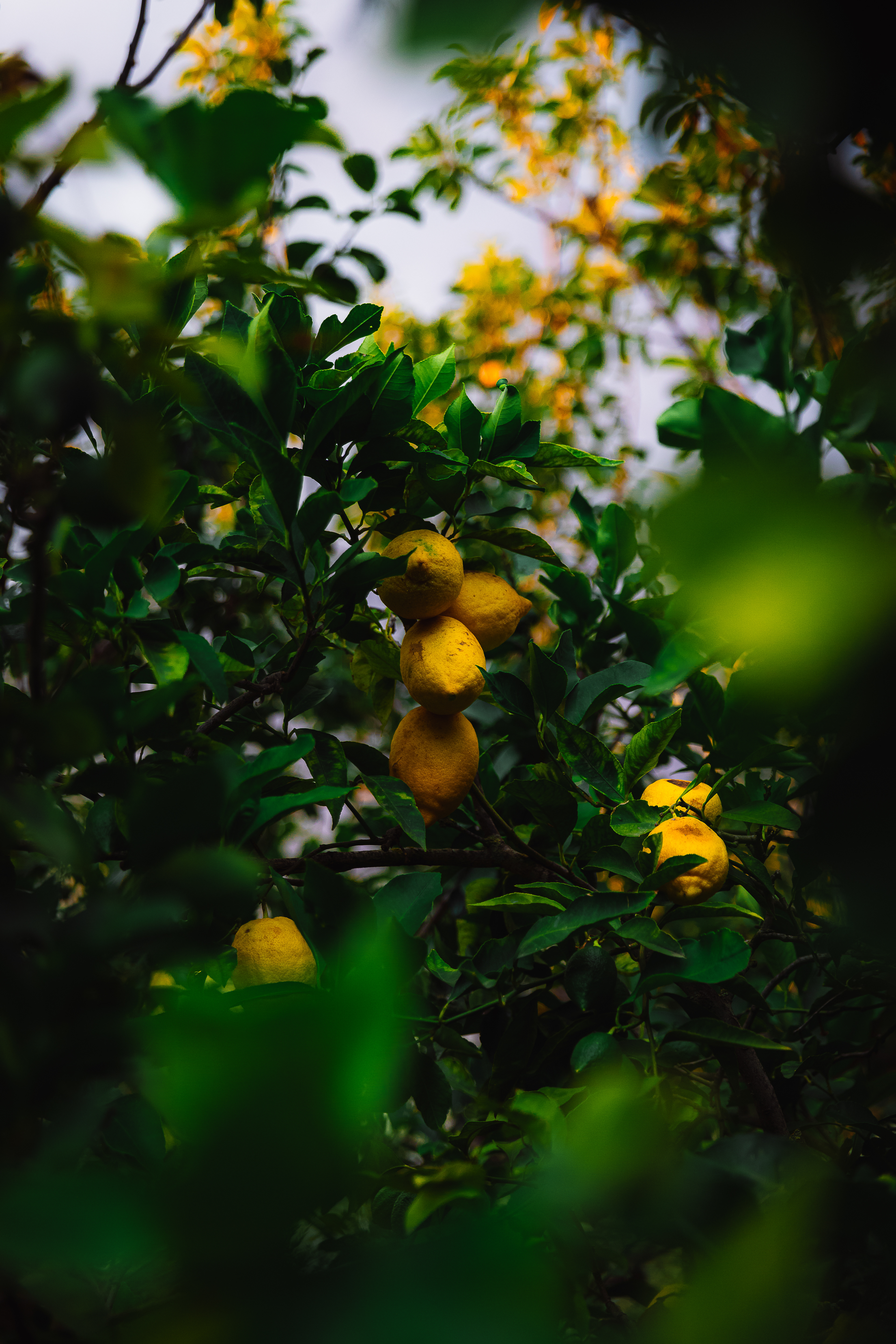 Famous Lemon trees in Positano
