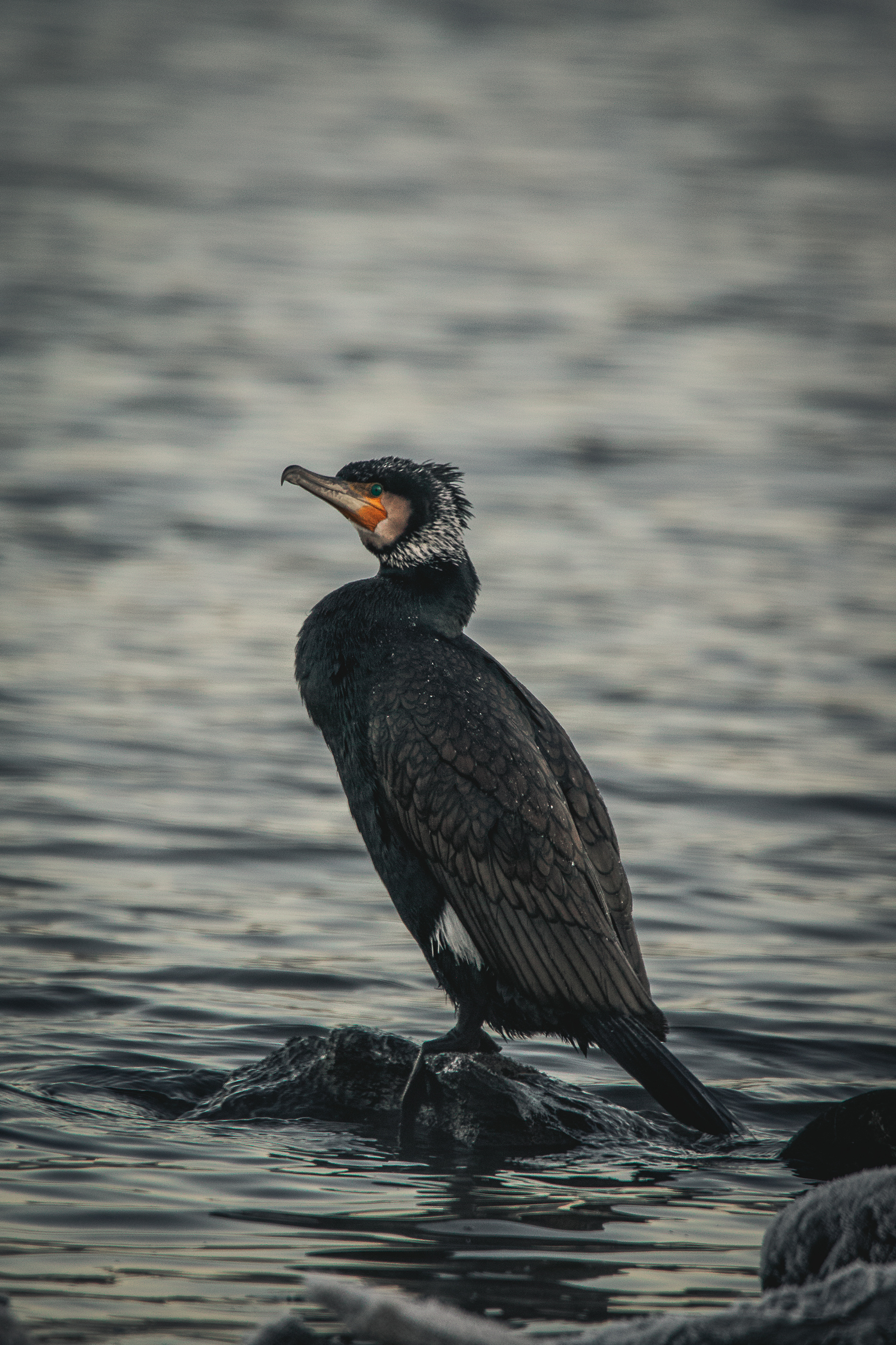 Great cormorant