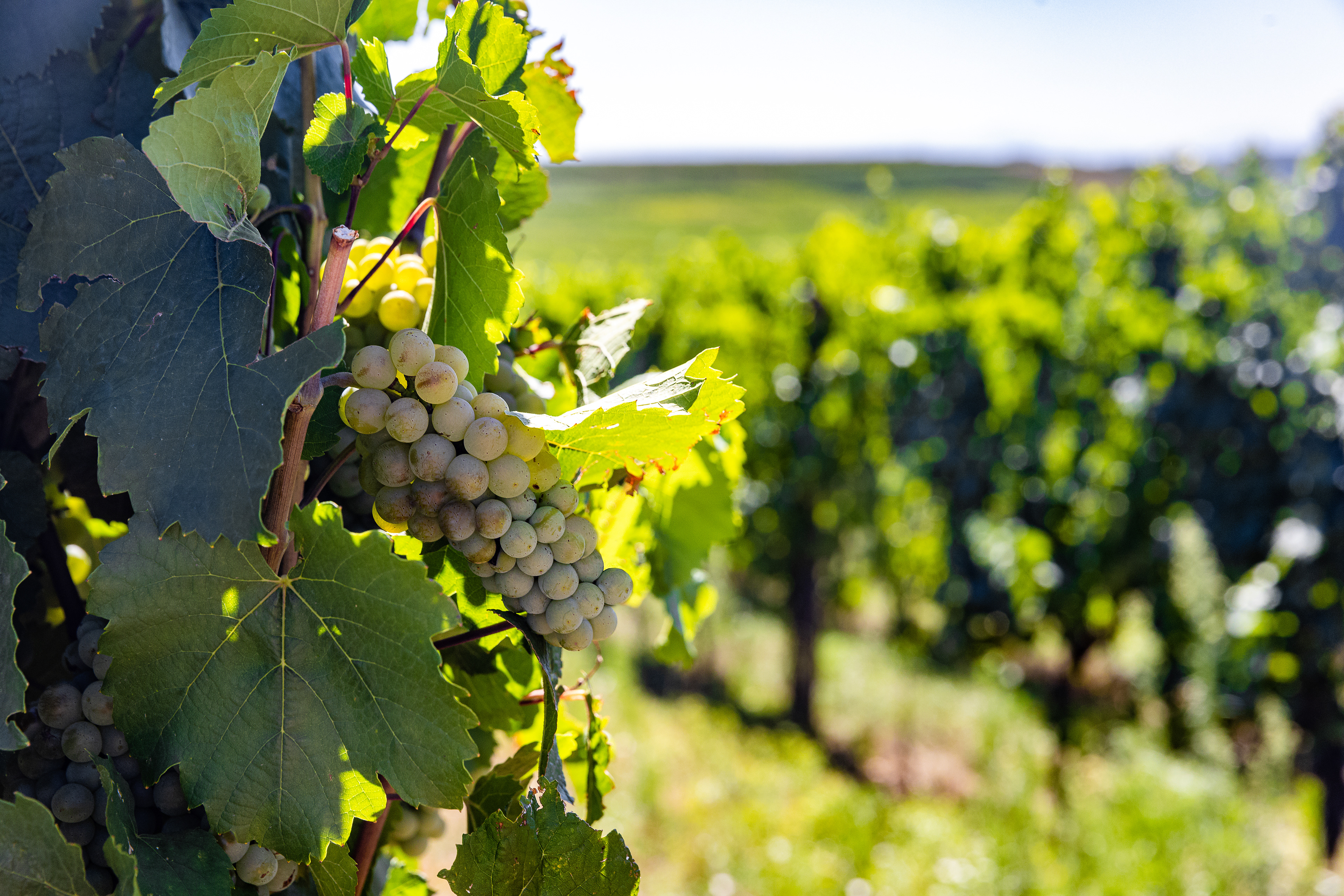 Alsace vineyard