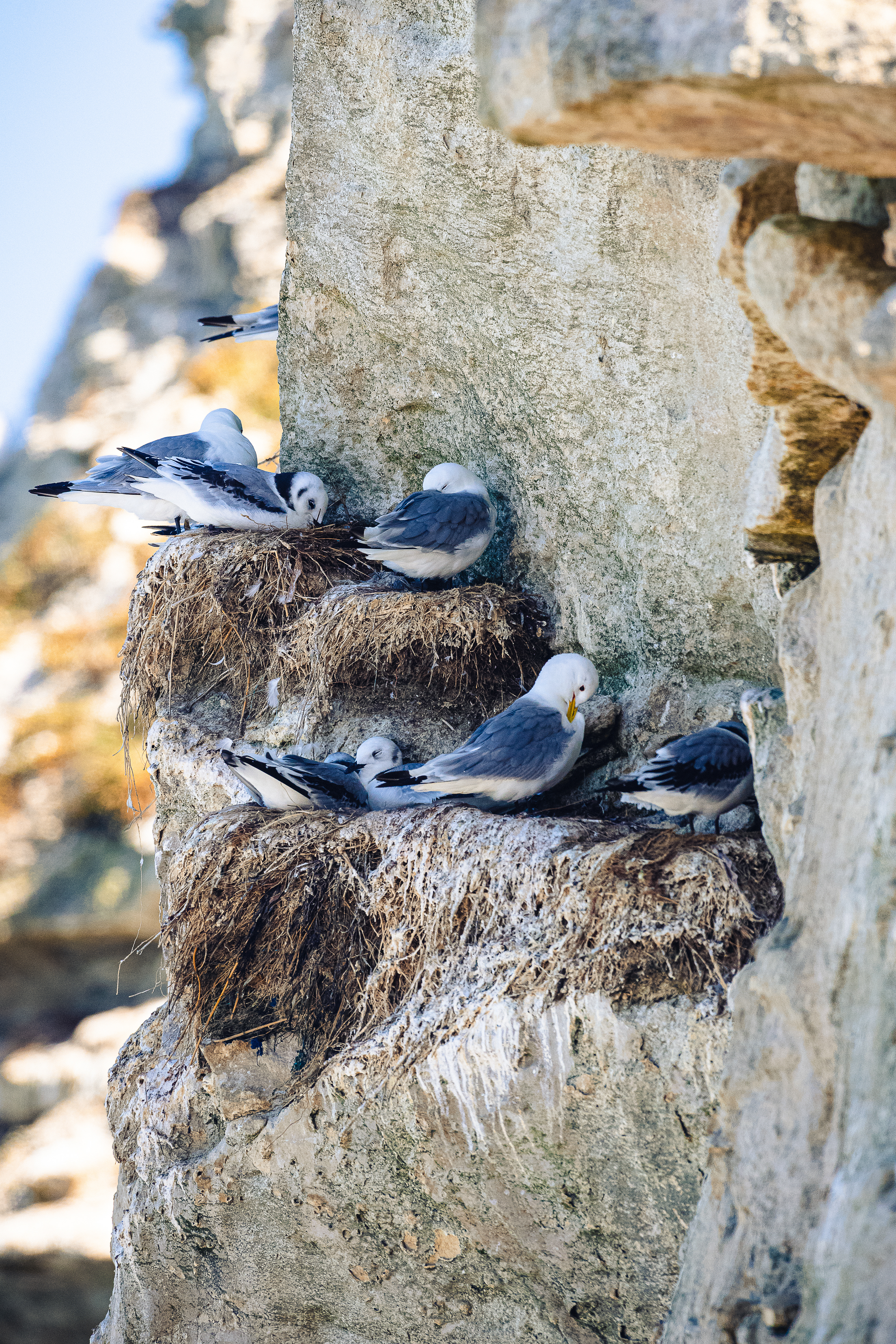 Kittiwakes