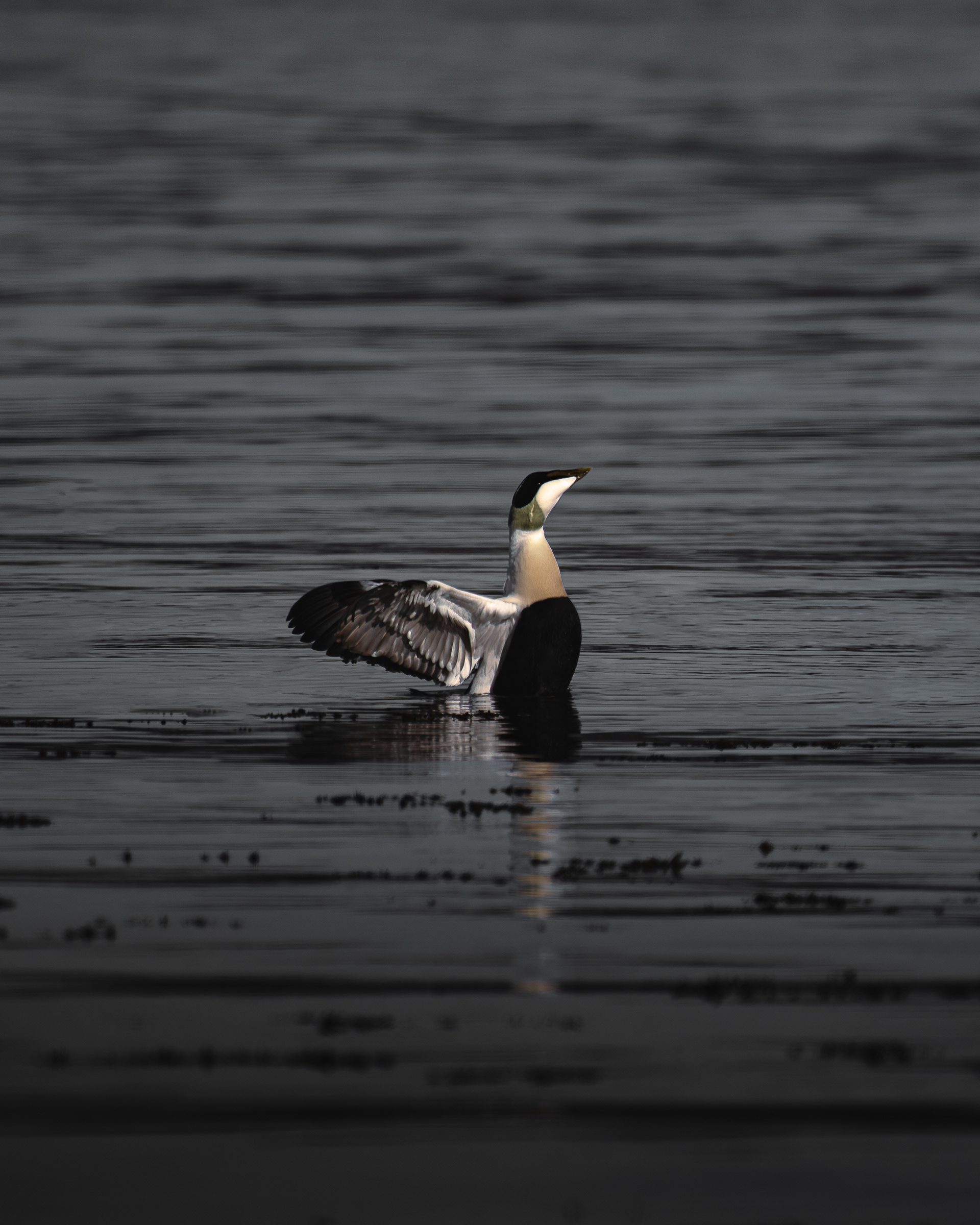 Eider