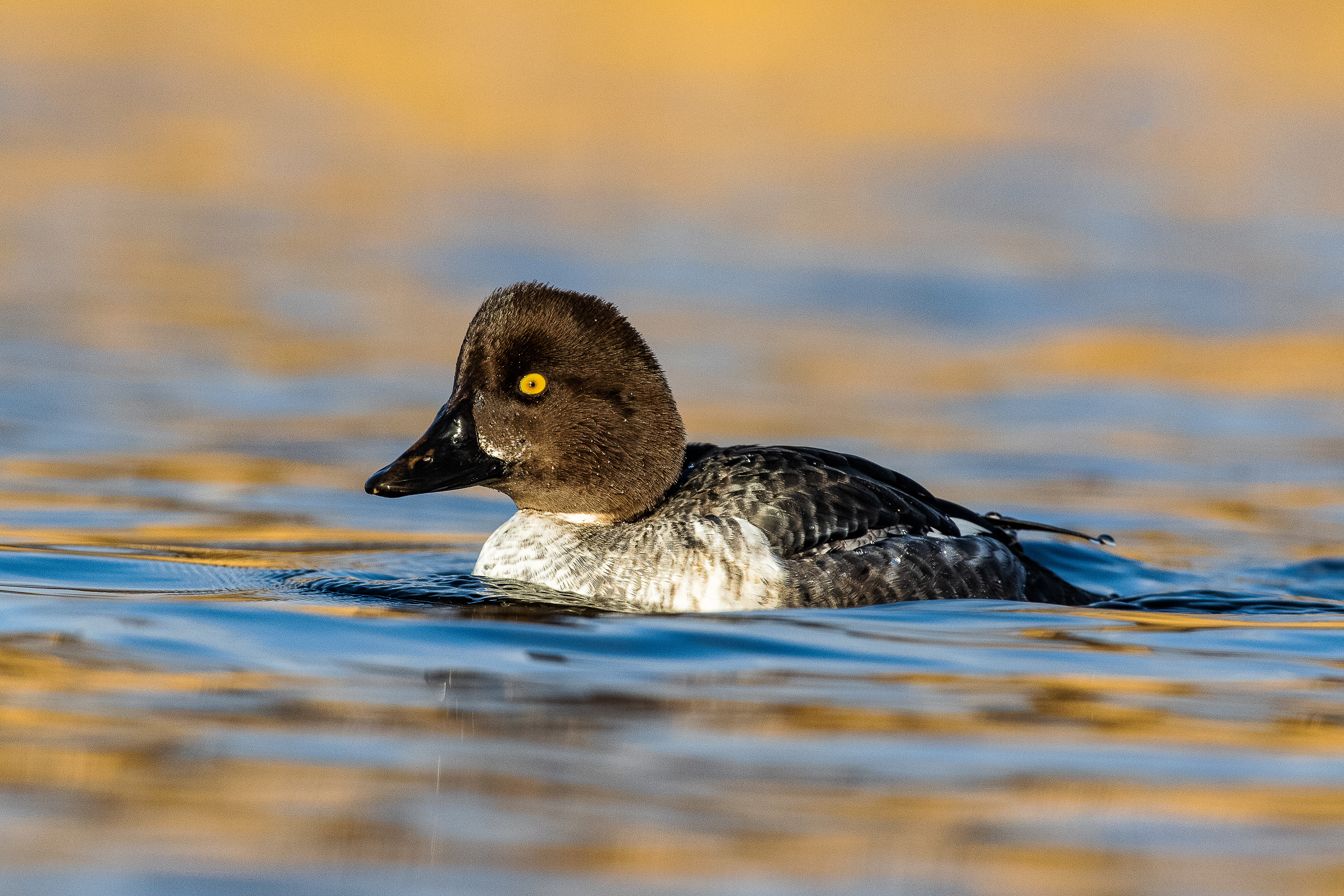 Goldeneye (female)