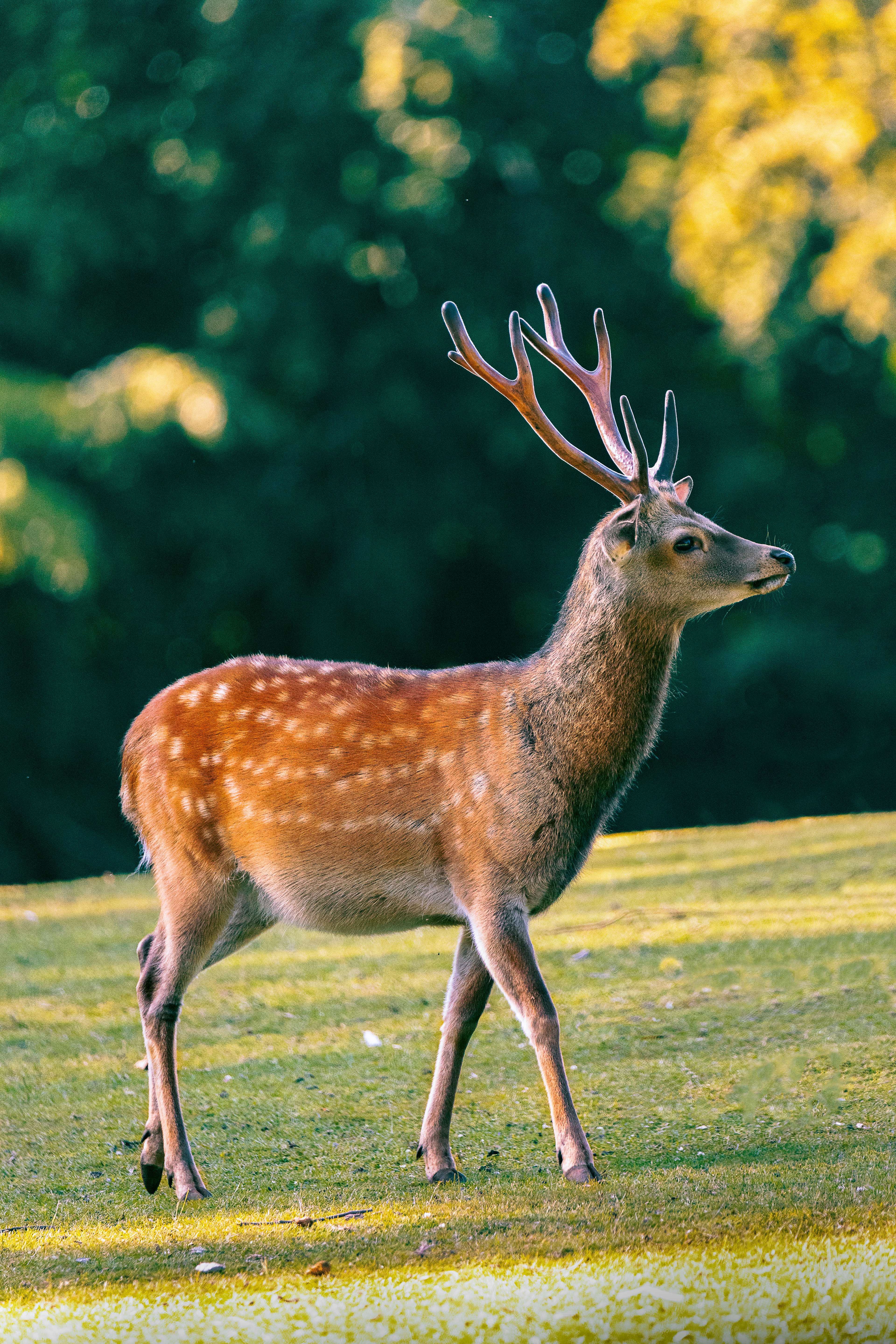 Sika deer (Stag)