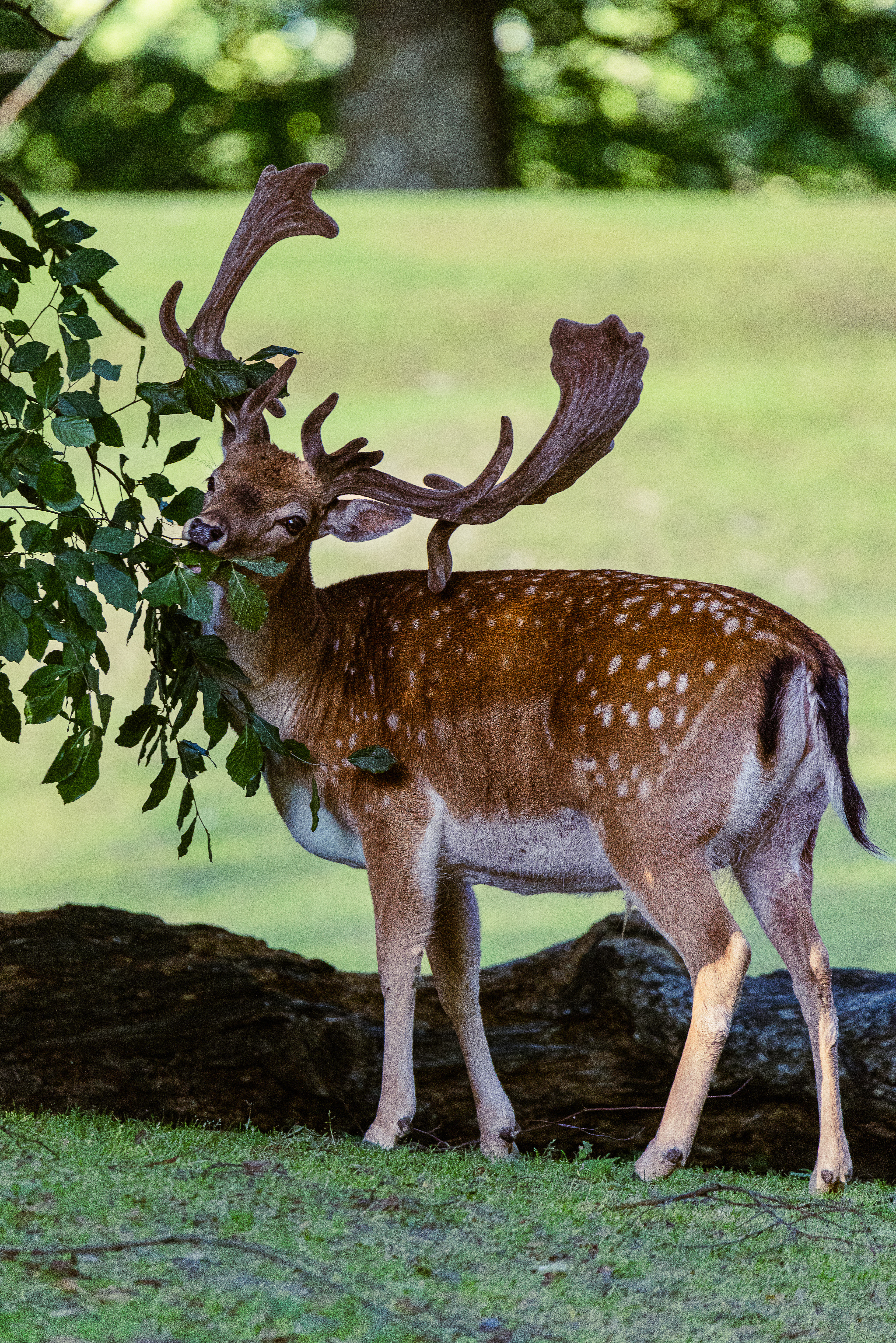 Fallow deer (Buck)