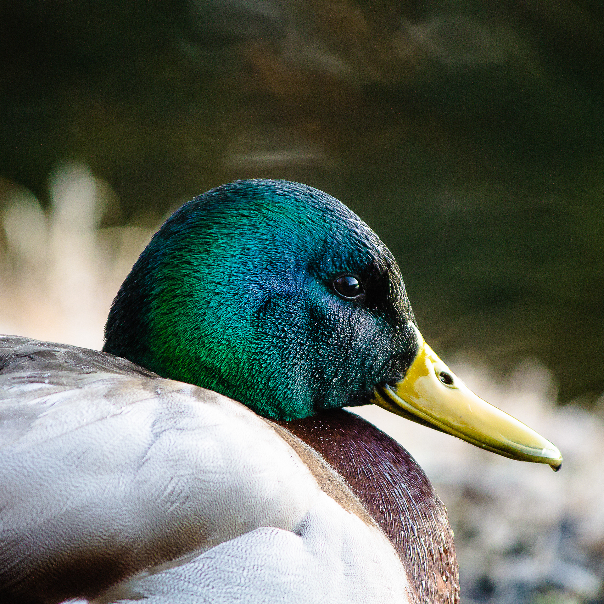Mallard