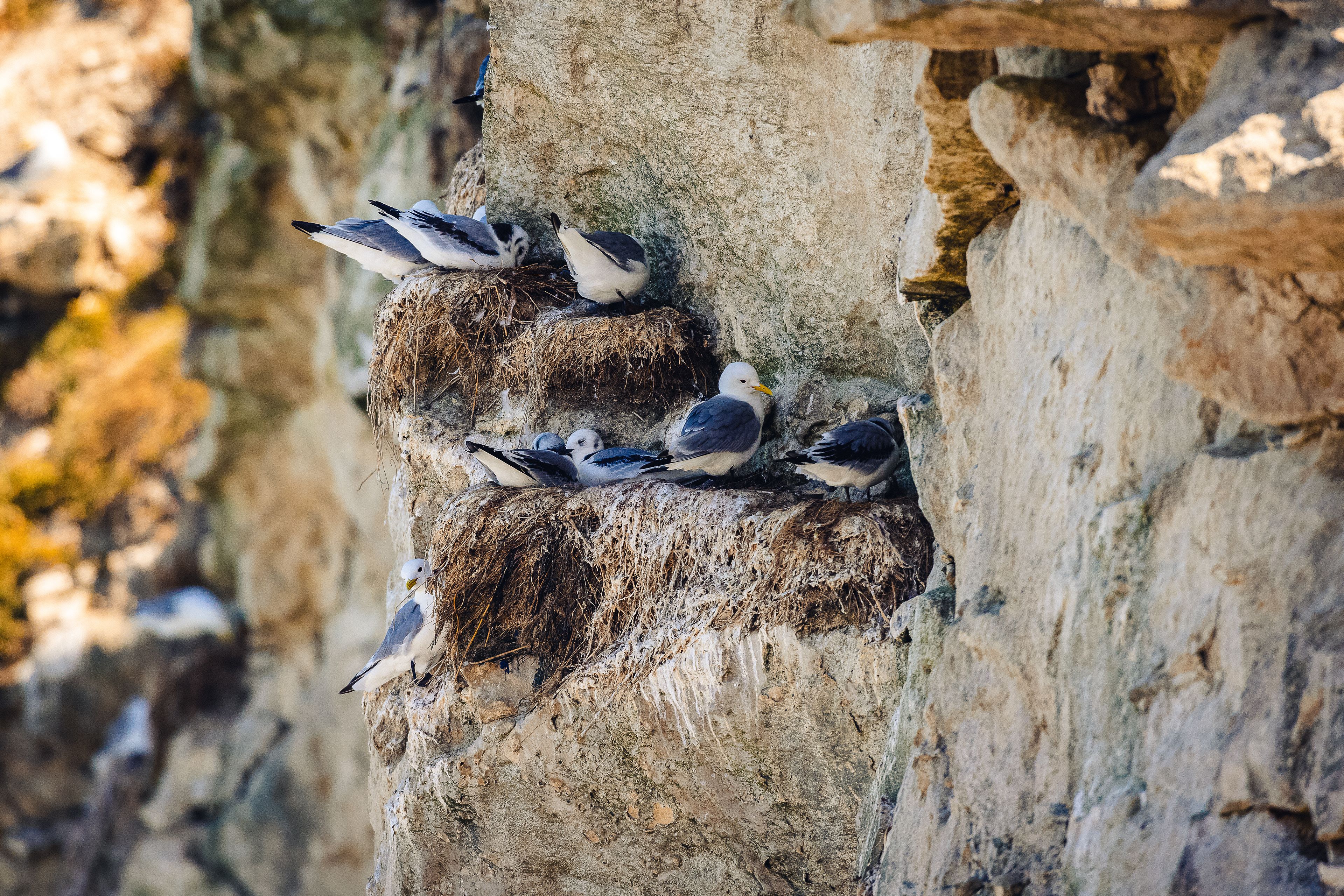 Black-legged kittiwake