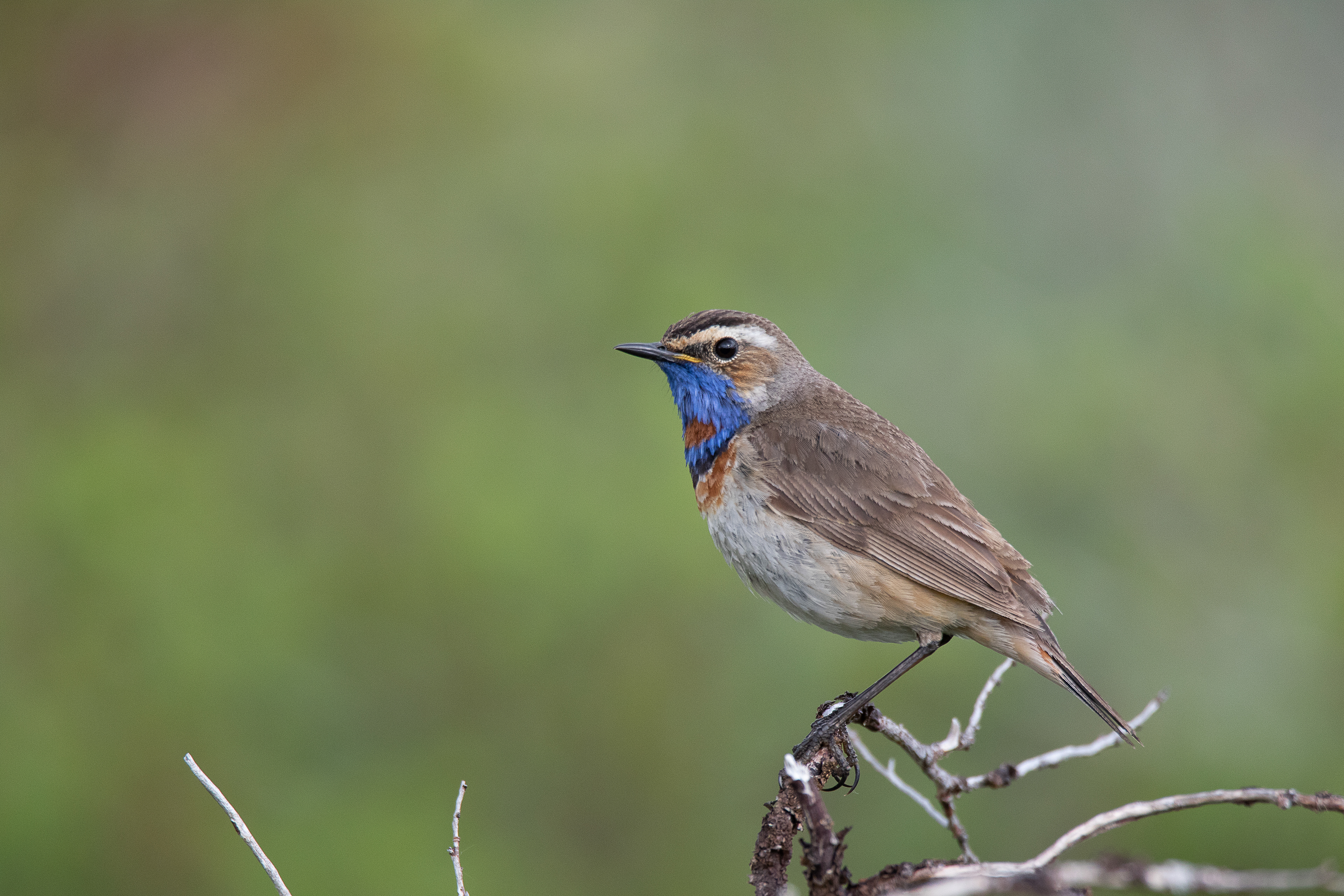 Bluethroat
