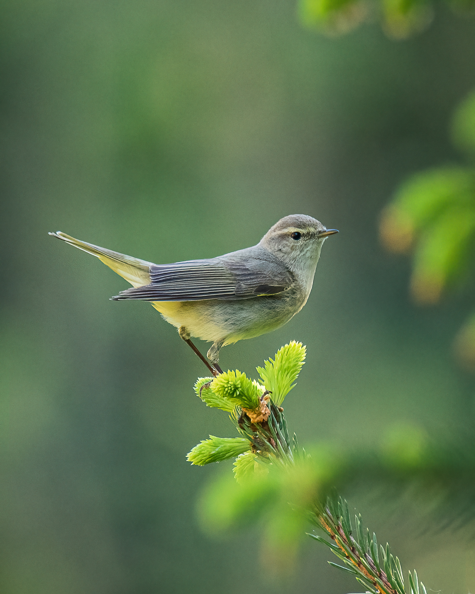 Chiffchaff