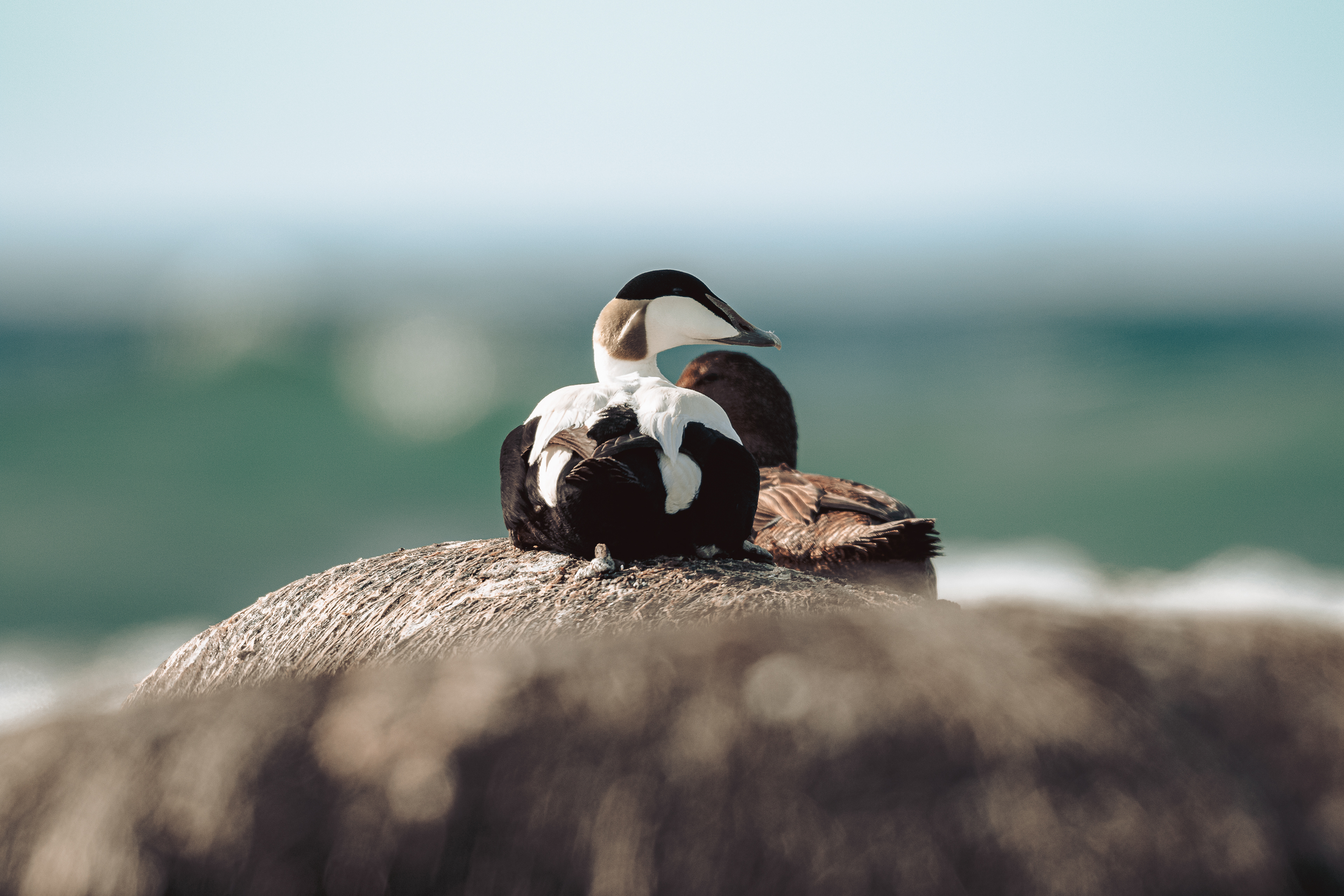 Eider