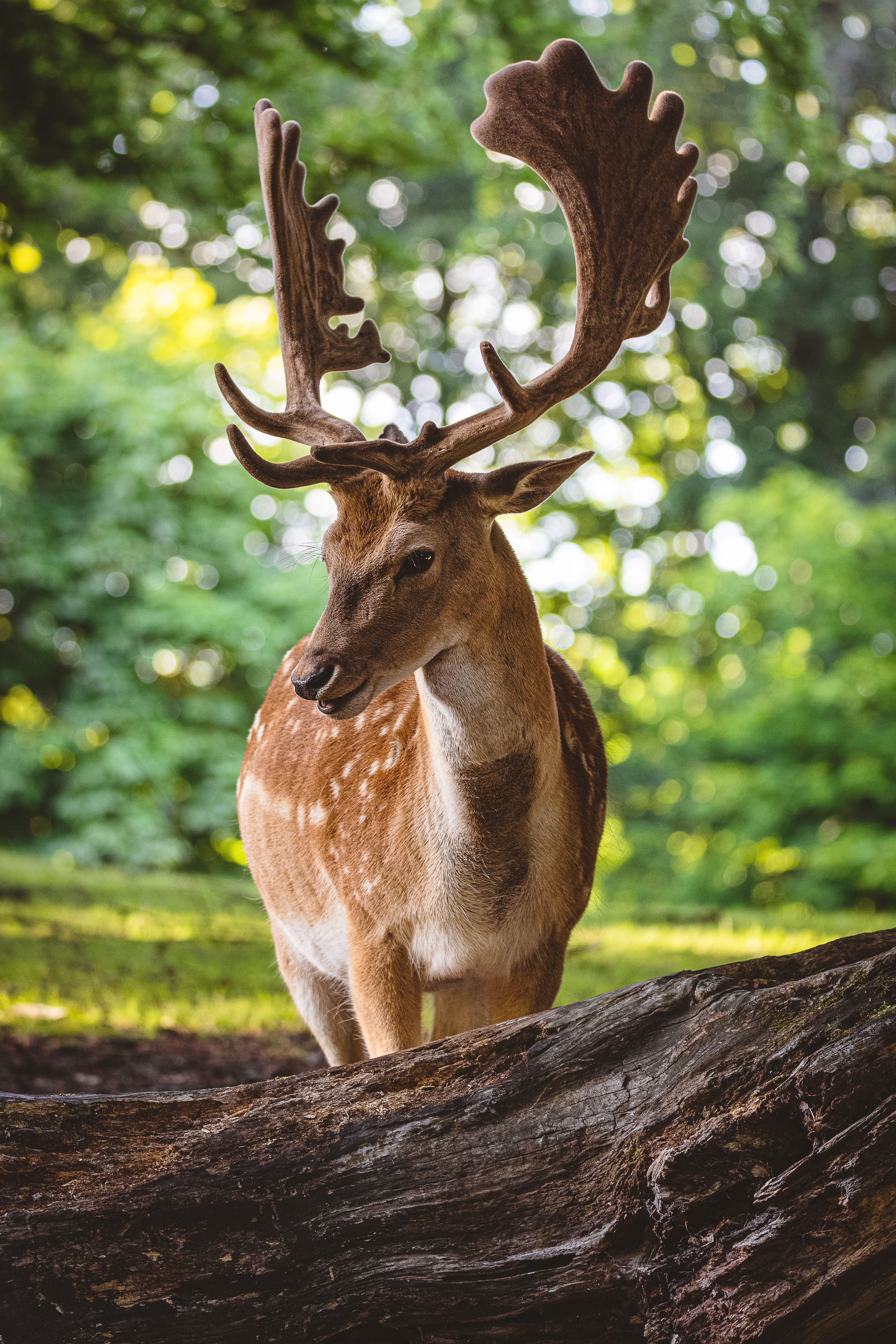 Fallow deer (Buck)
