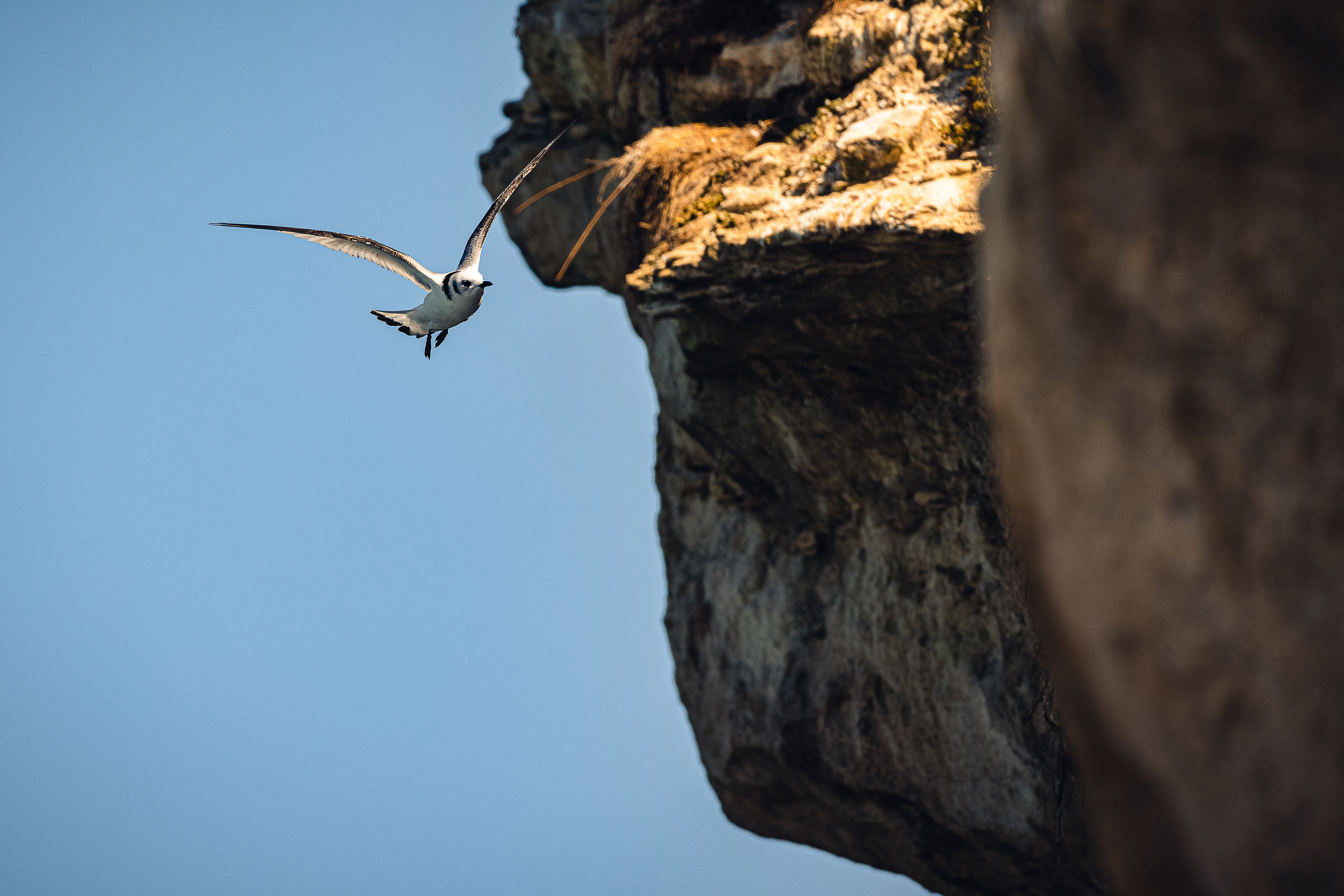 Black-legged kittiwake
