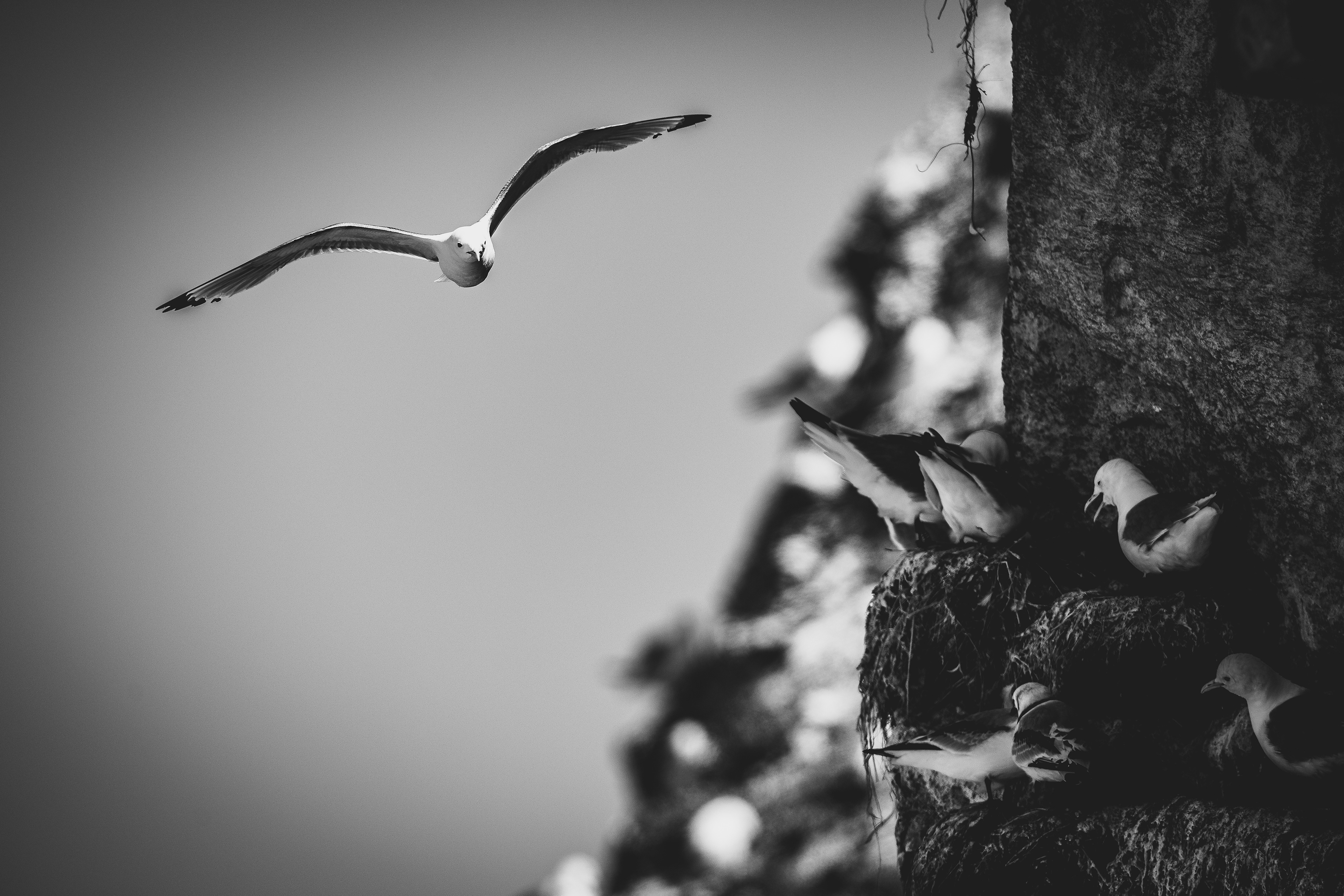 Black-legged kittiwake