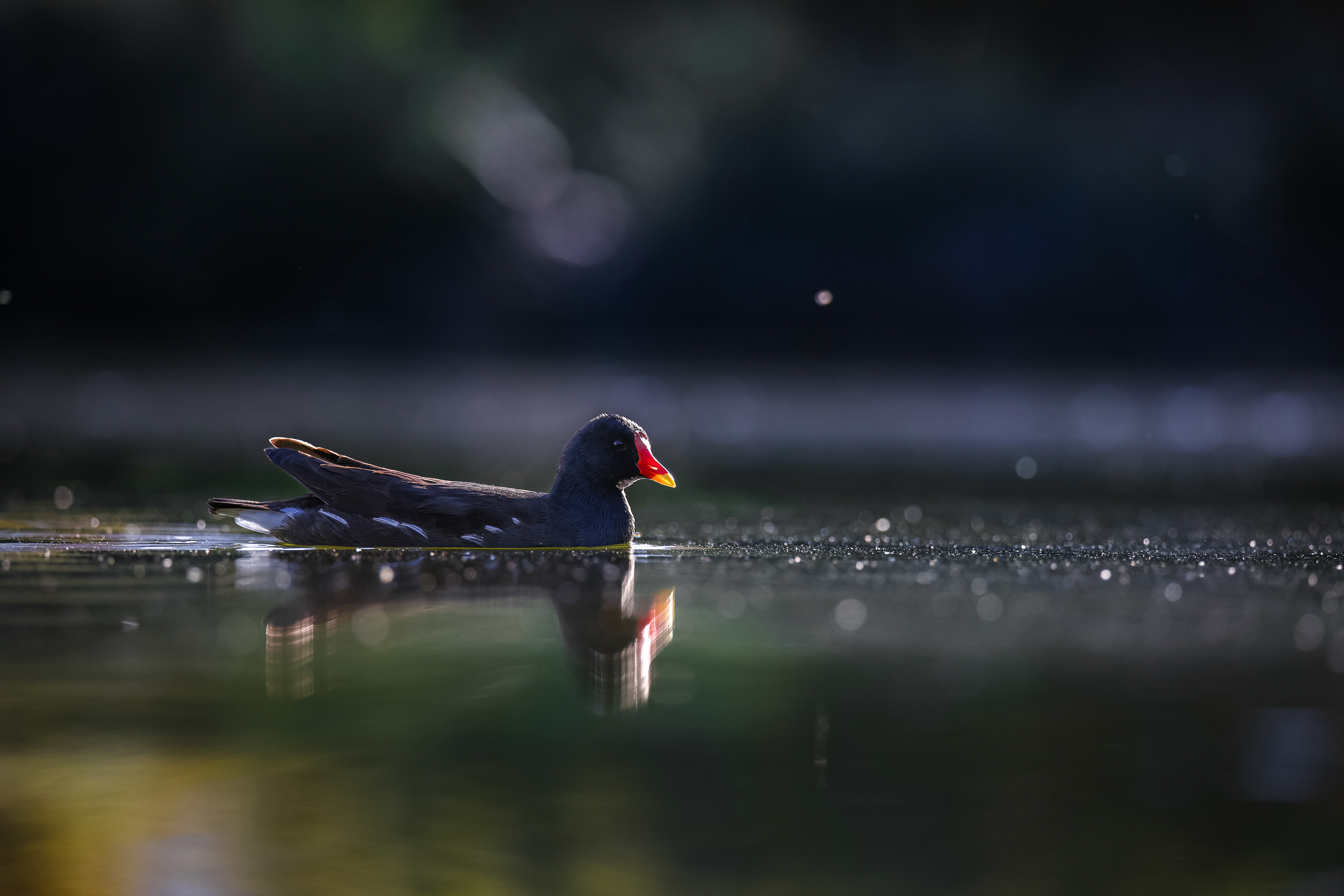 Common moorhen