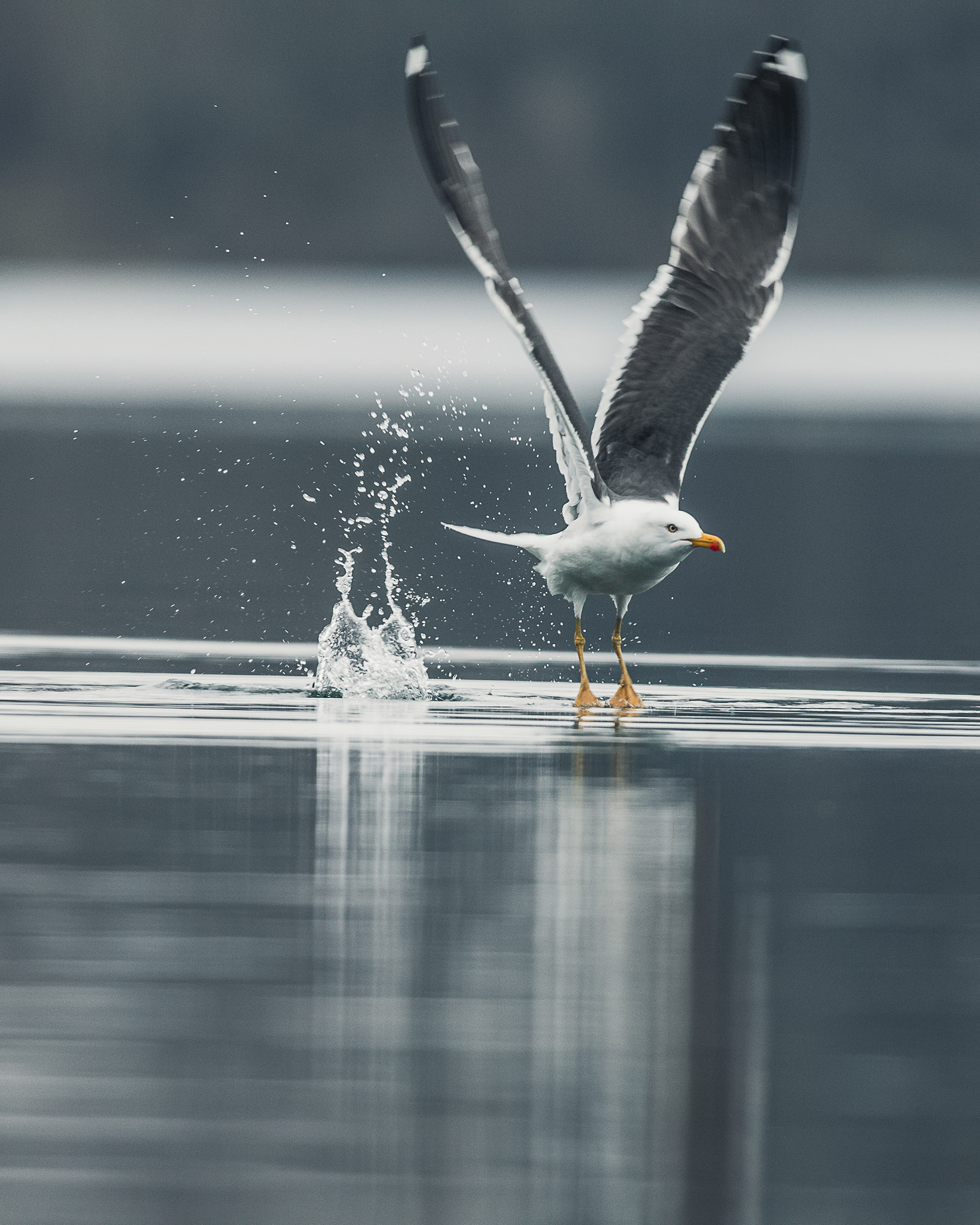 Lesser black-backed gull