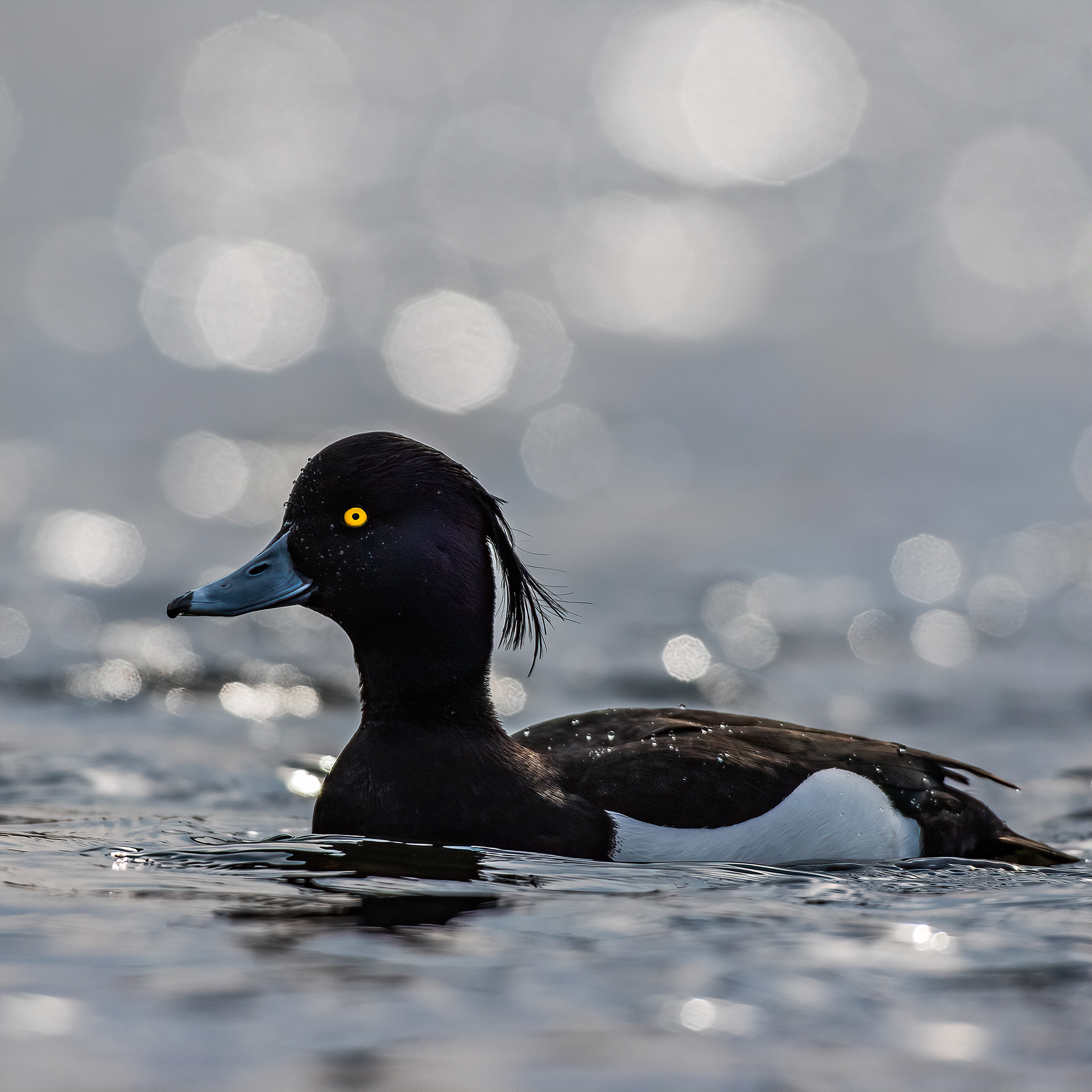 Tufted duck