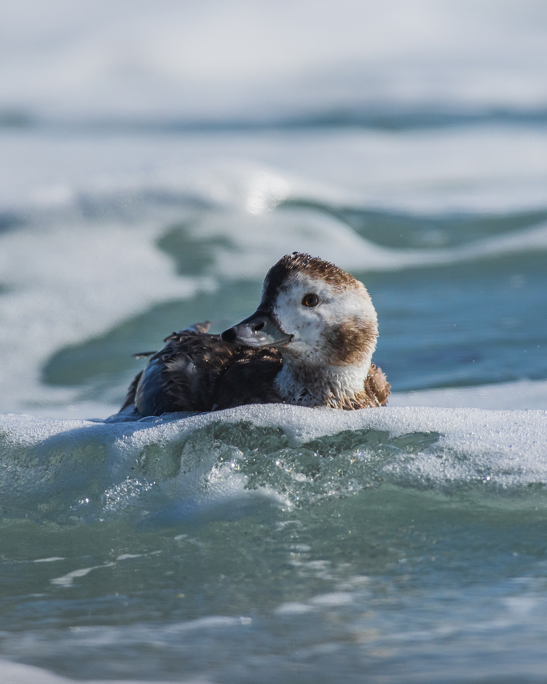 Long-tailed duck (young)