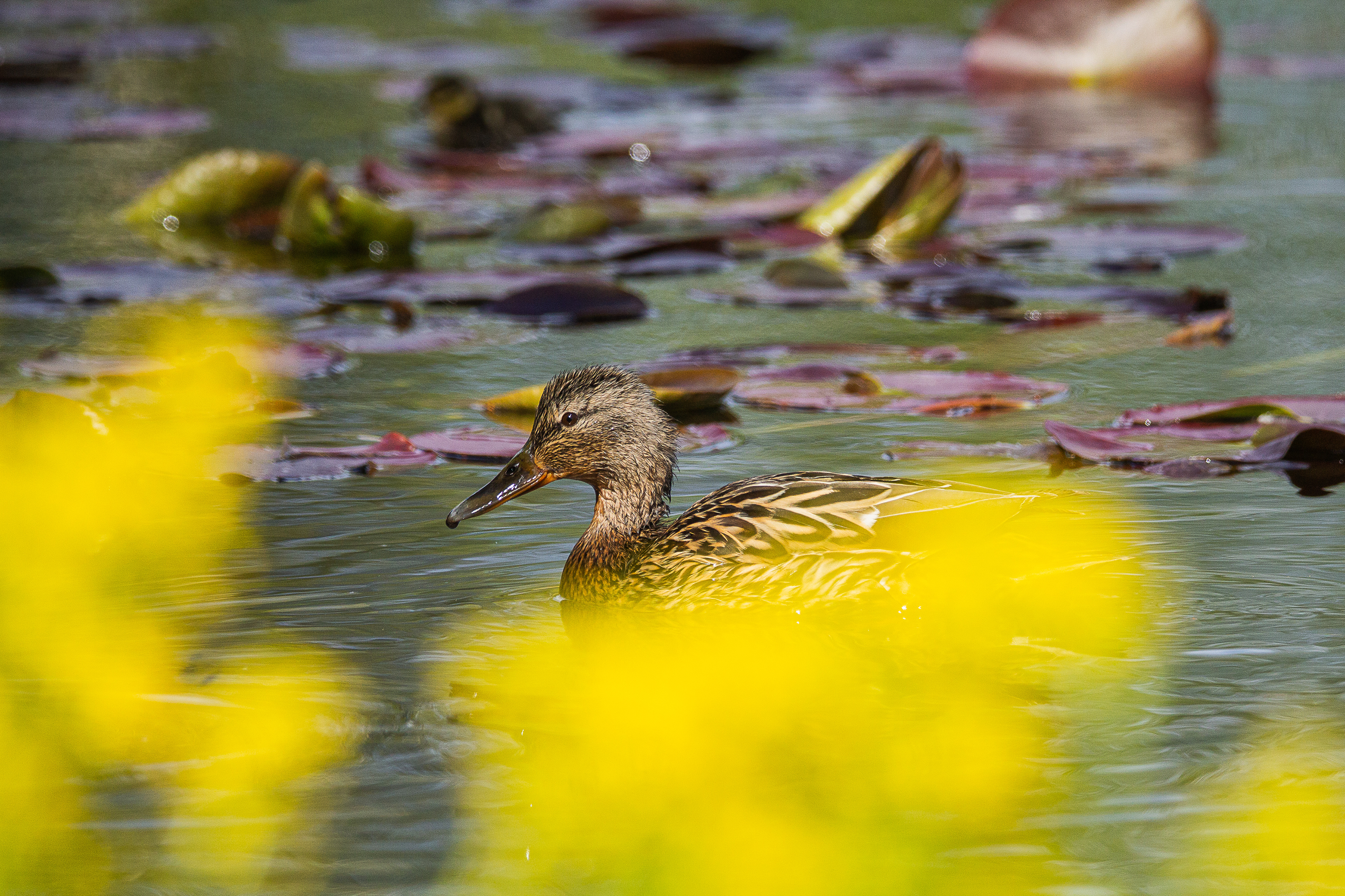 Mallard (female)