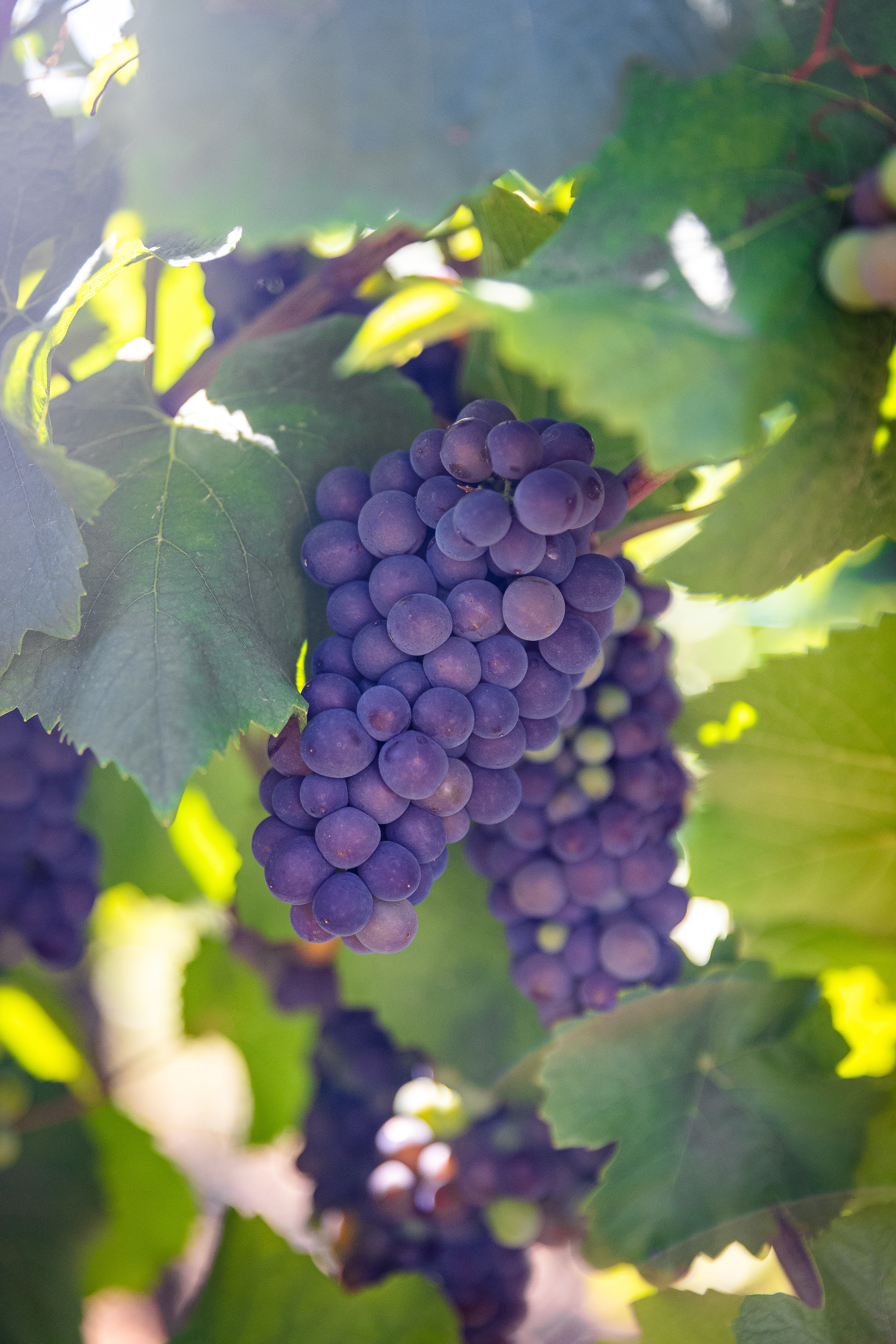 Grapes from Alsace vineyards