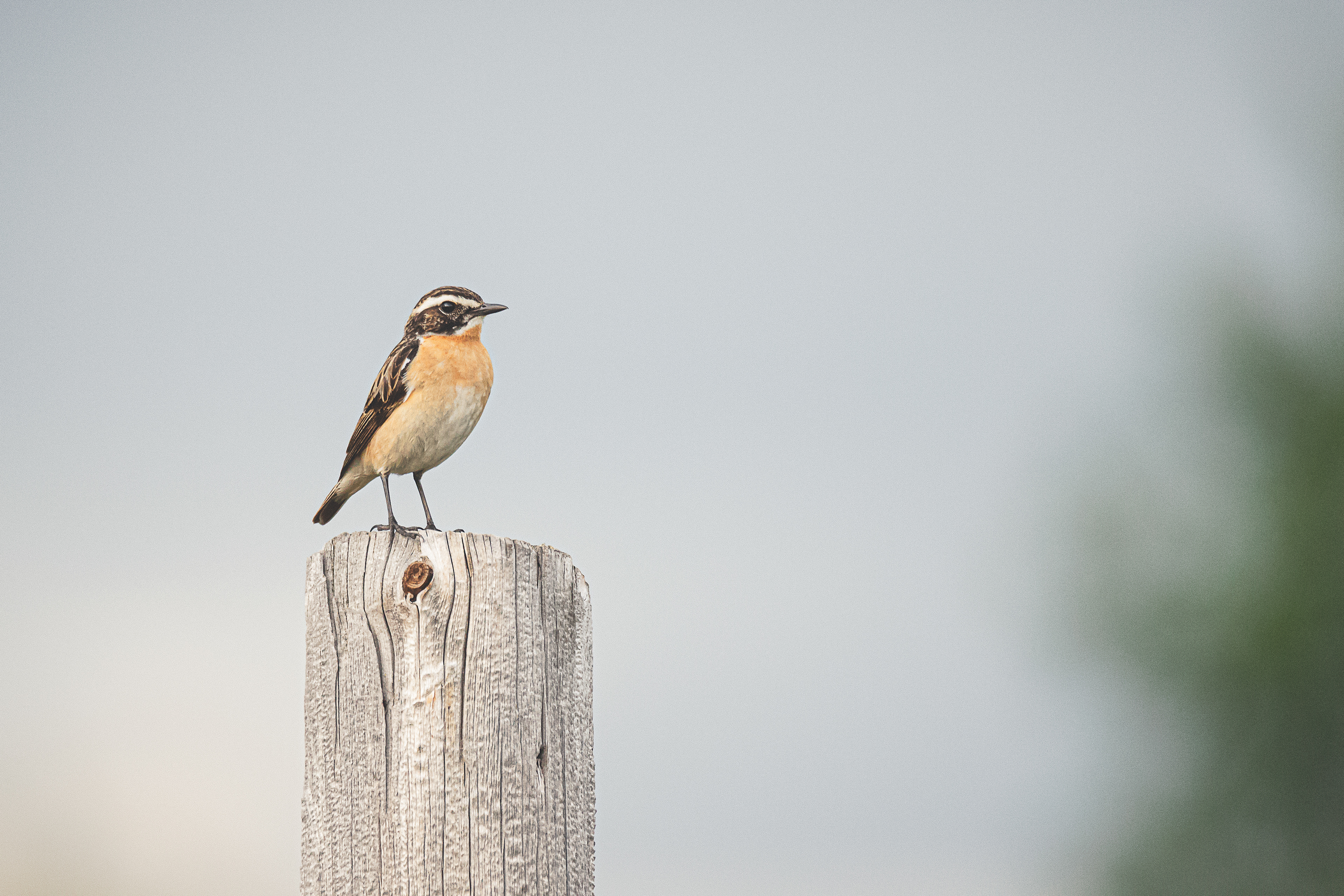 Whinchat