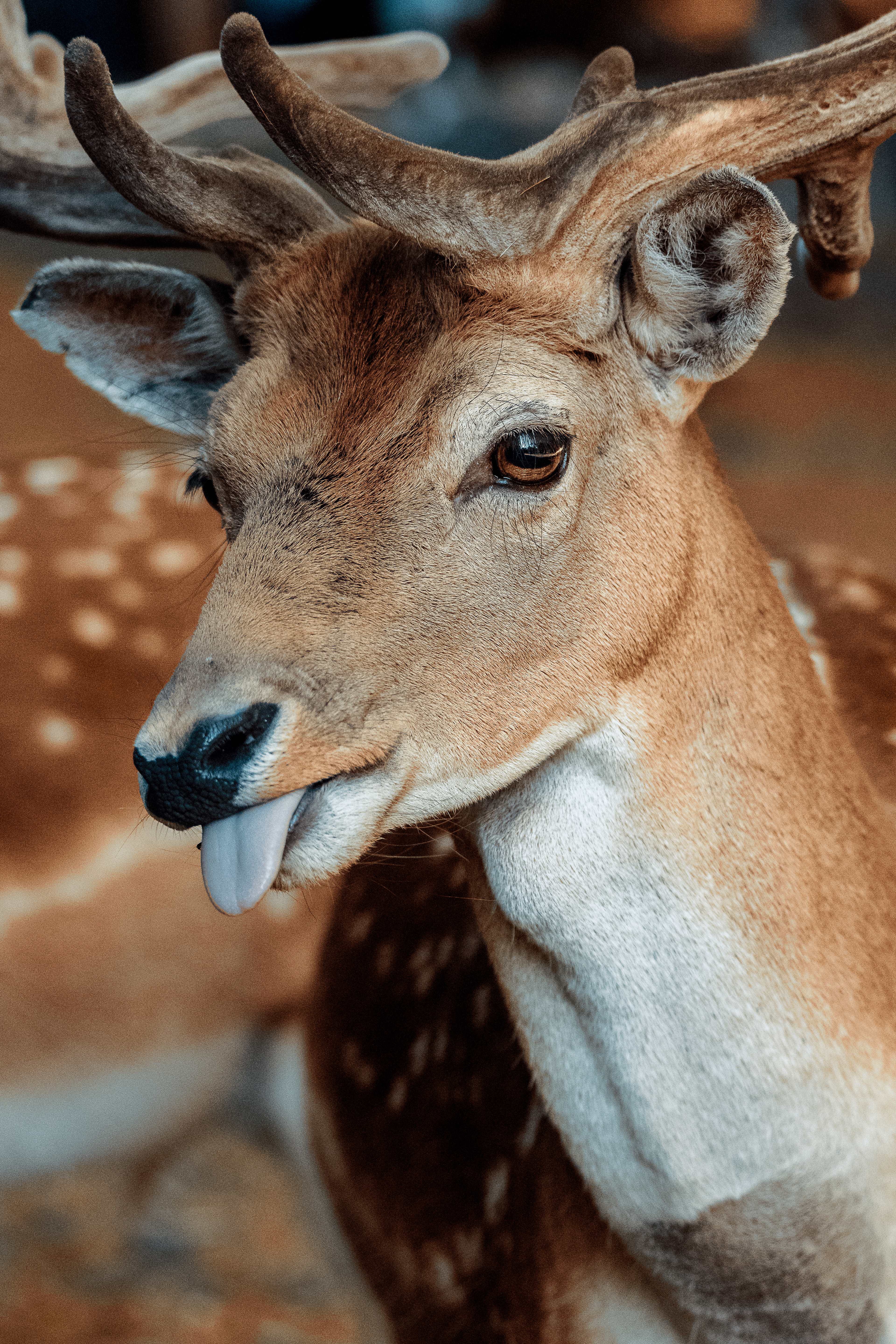 Fallow deer (Buck)