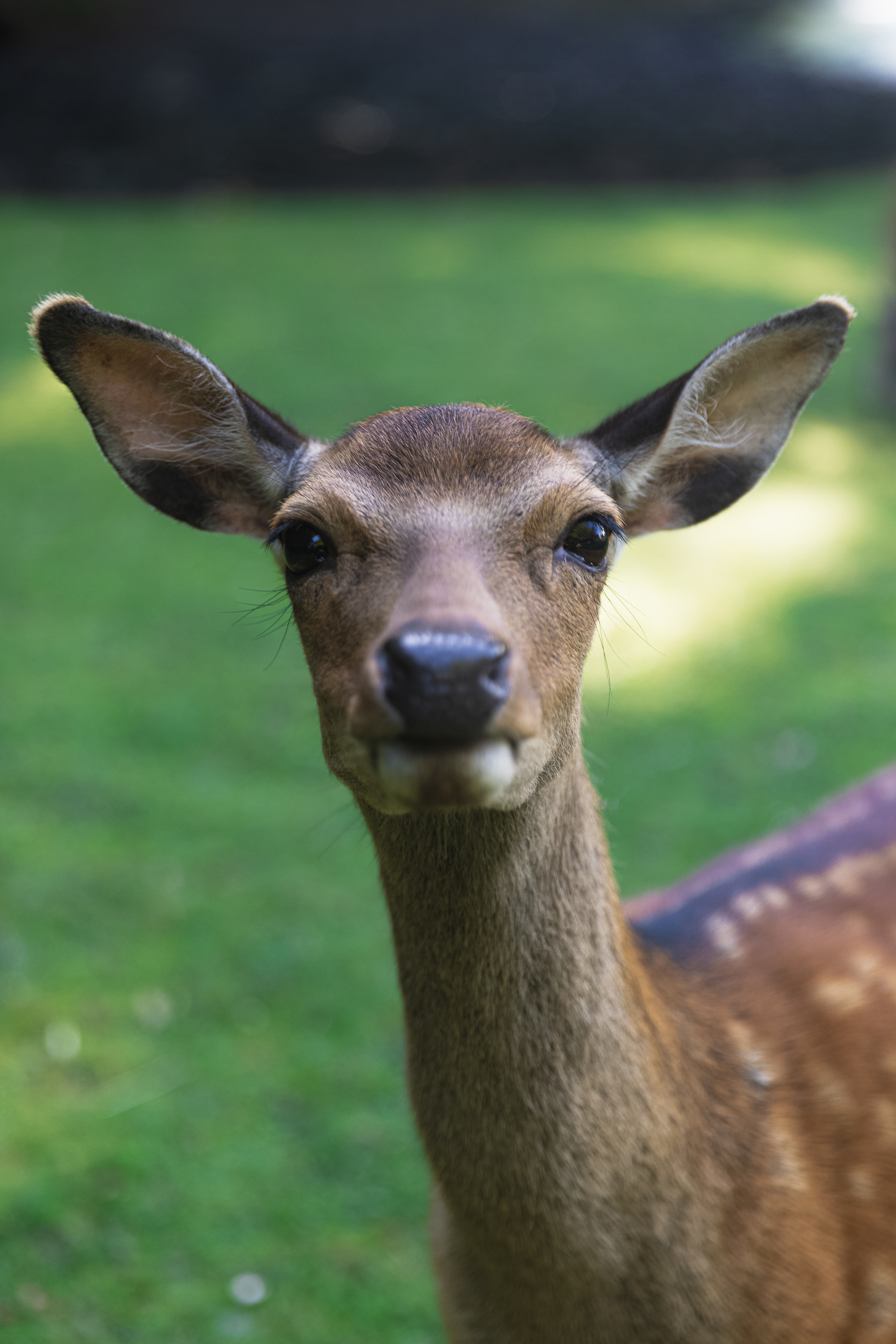 Sika deer (Hind)