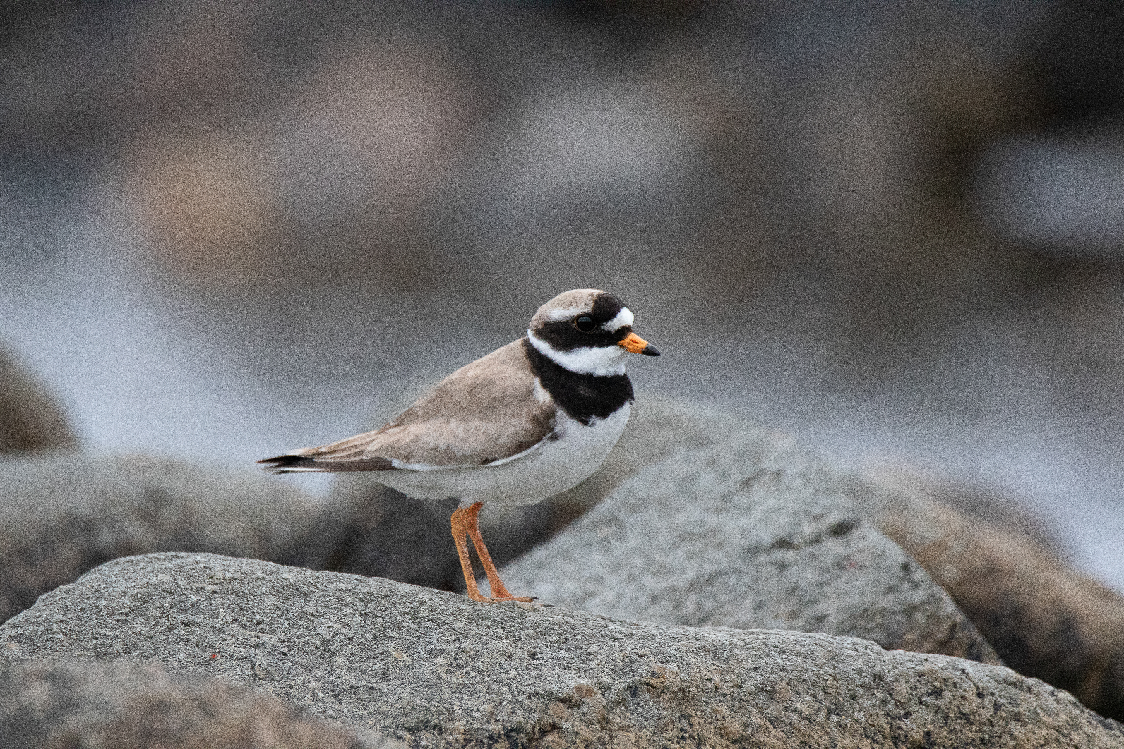 Common ringed plover