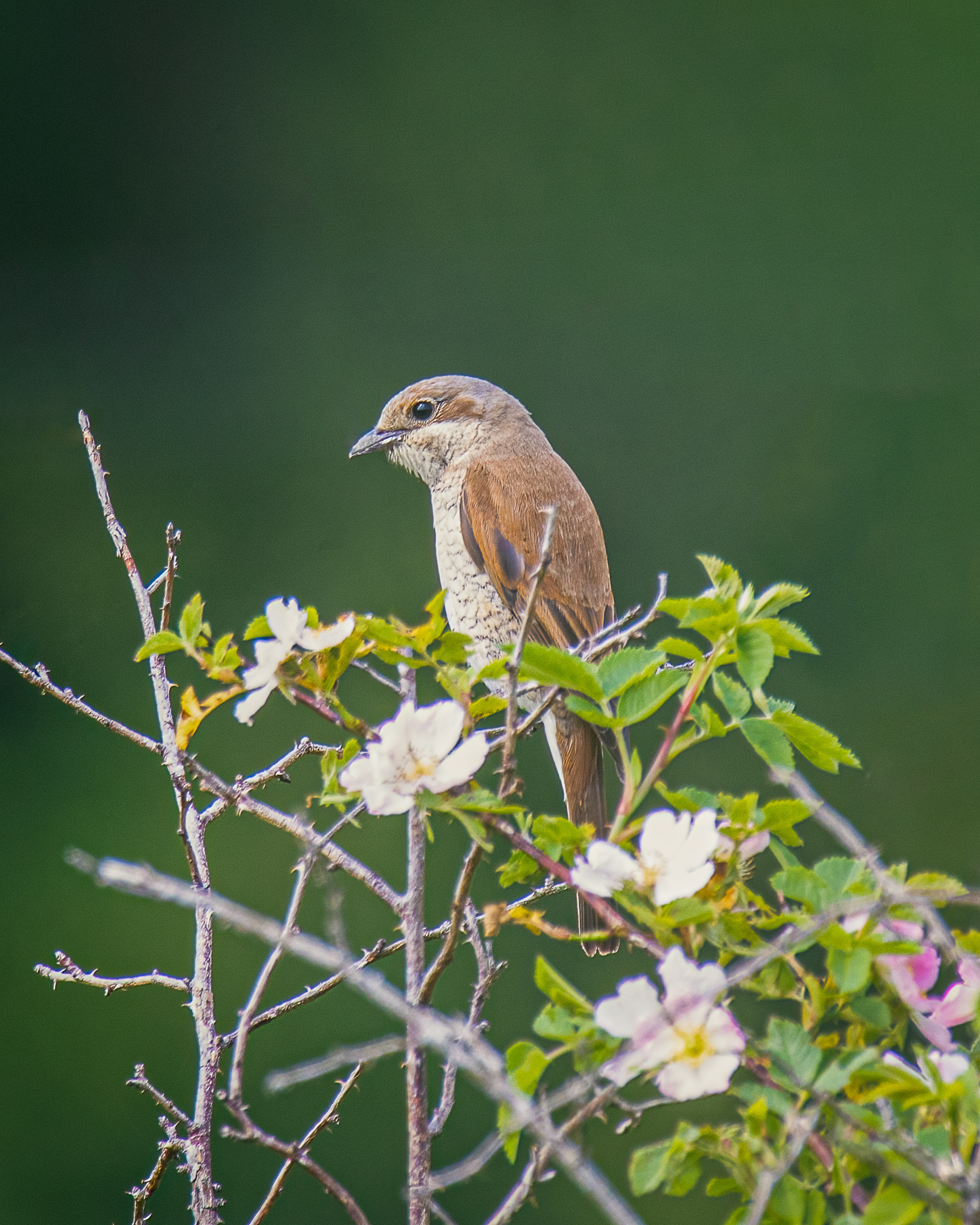 Red-backed shrike (female)