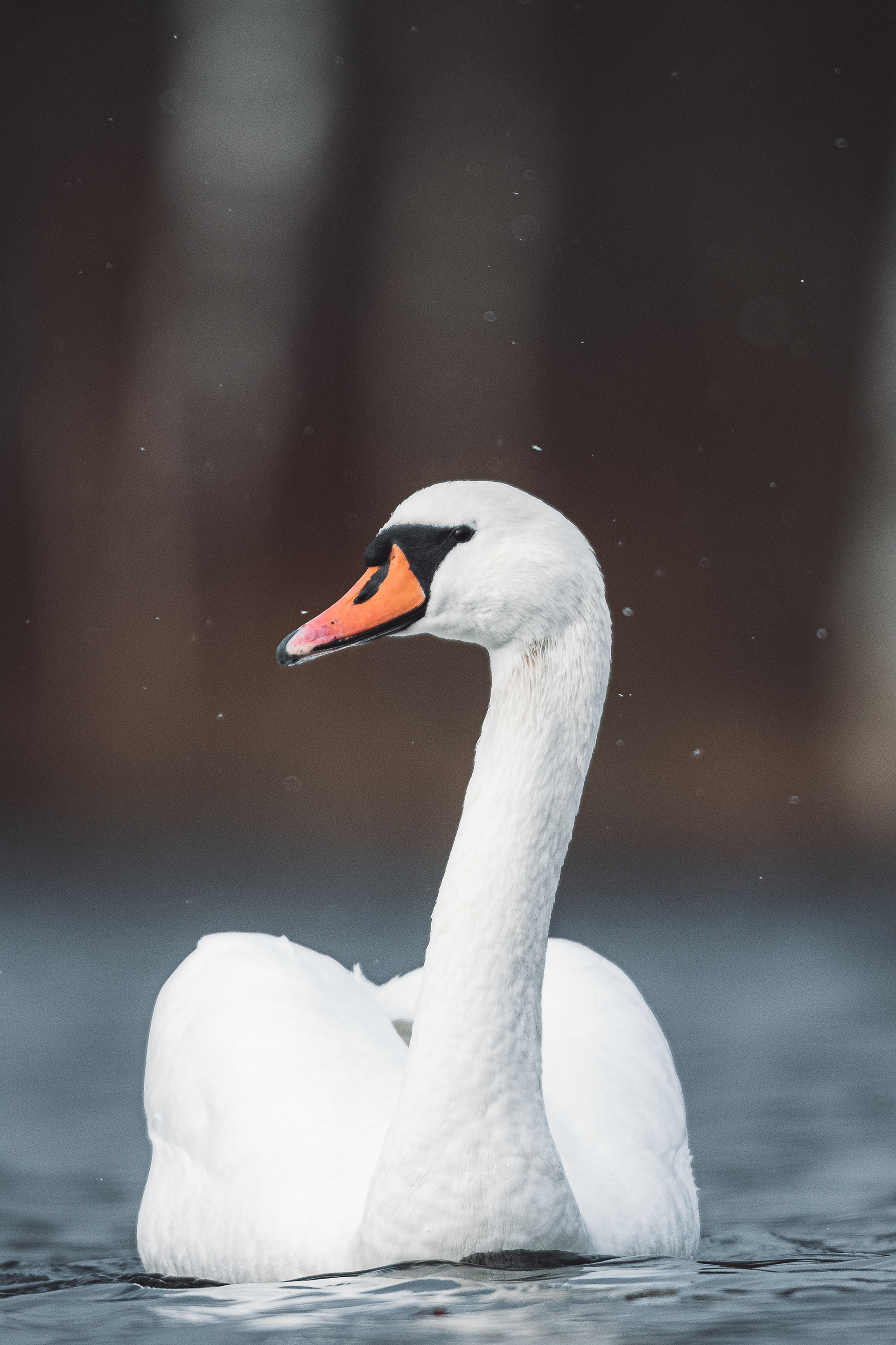 Mute swan
