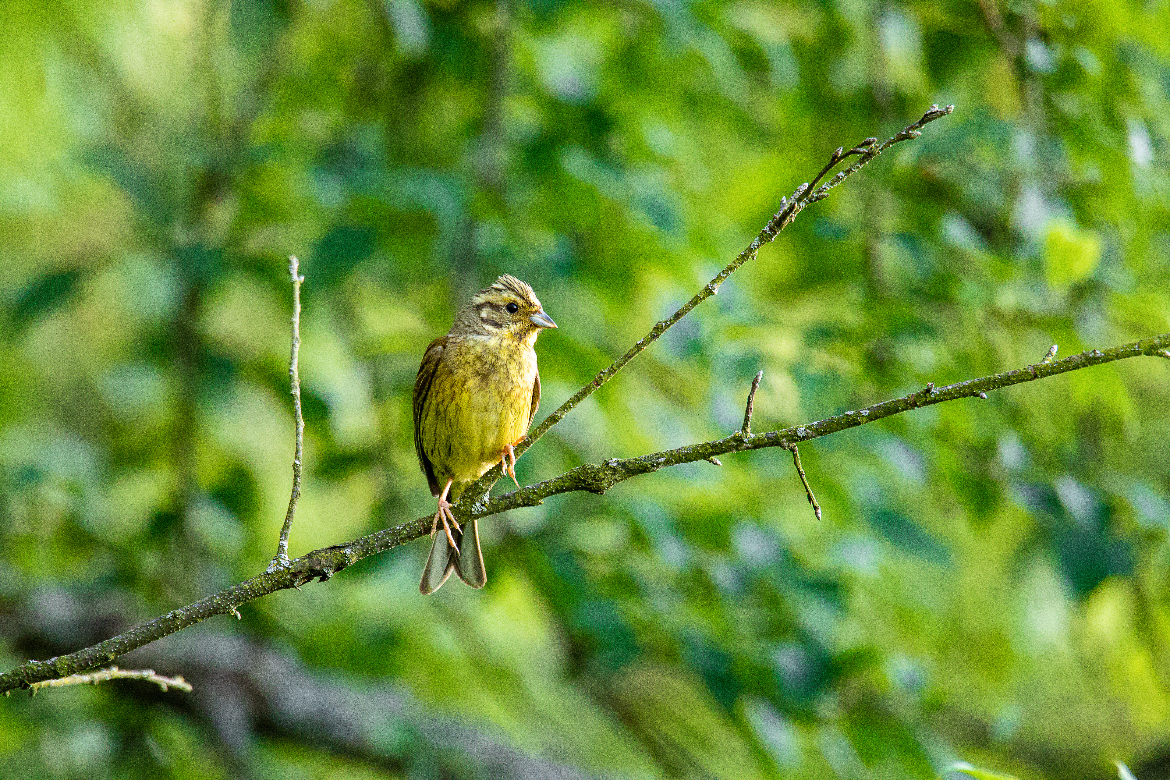 Yellowhammer
